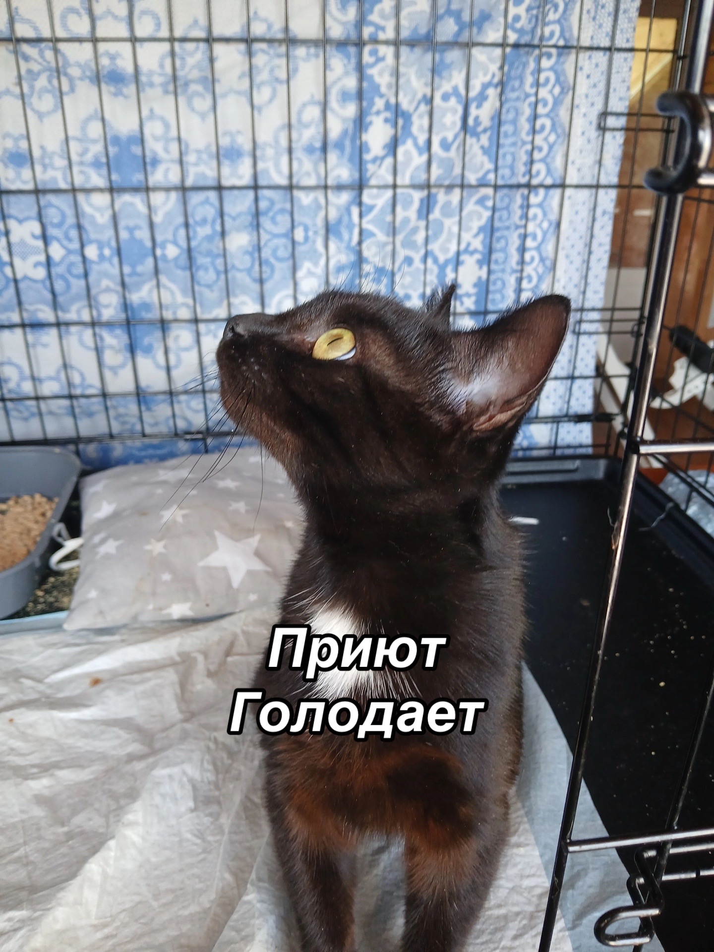 @Приют Потеряшка