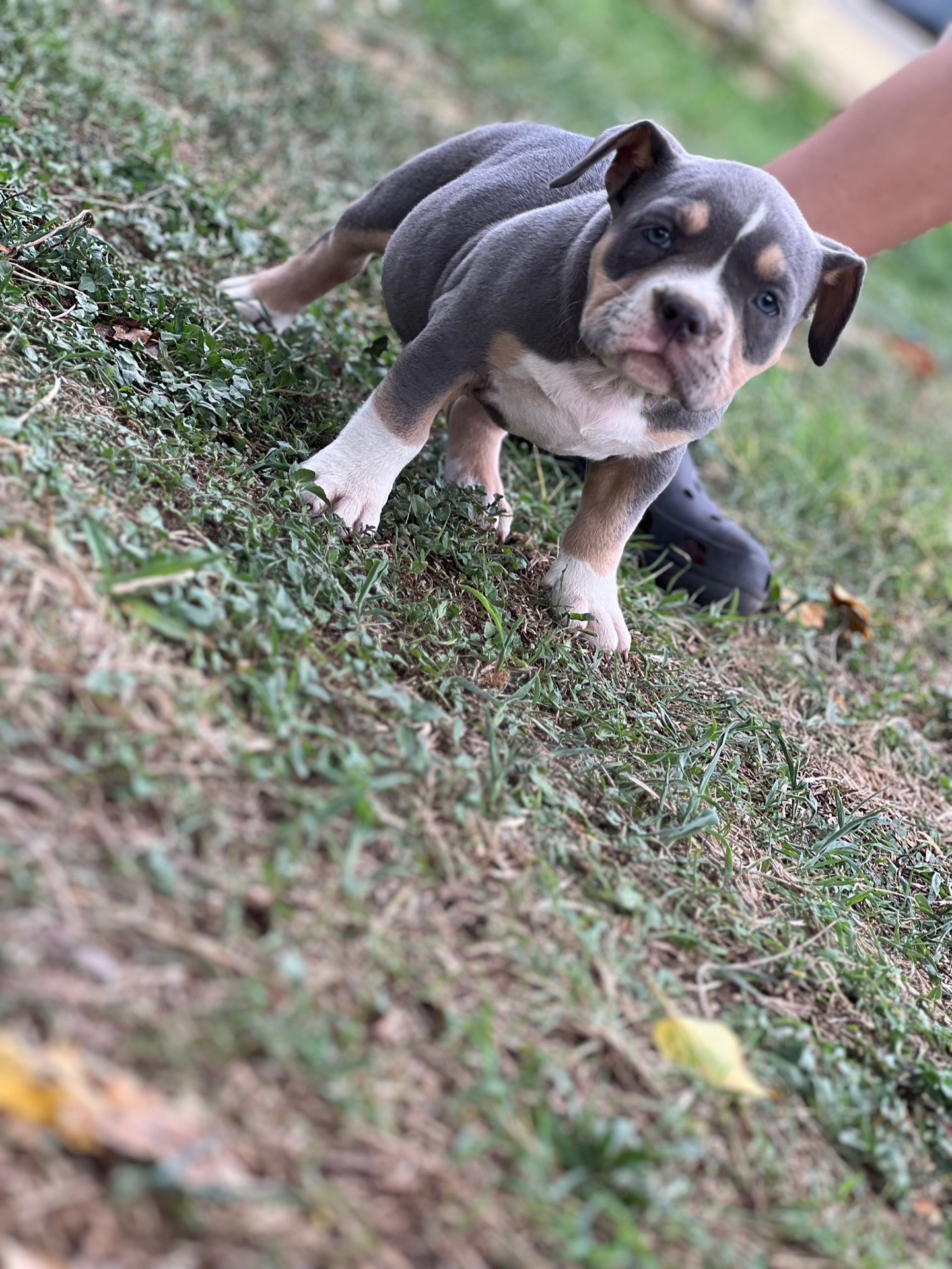 @Grimey Bullys 🐾🦴