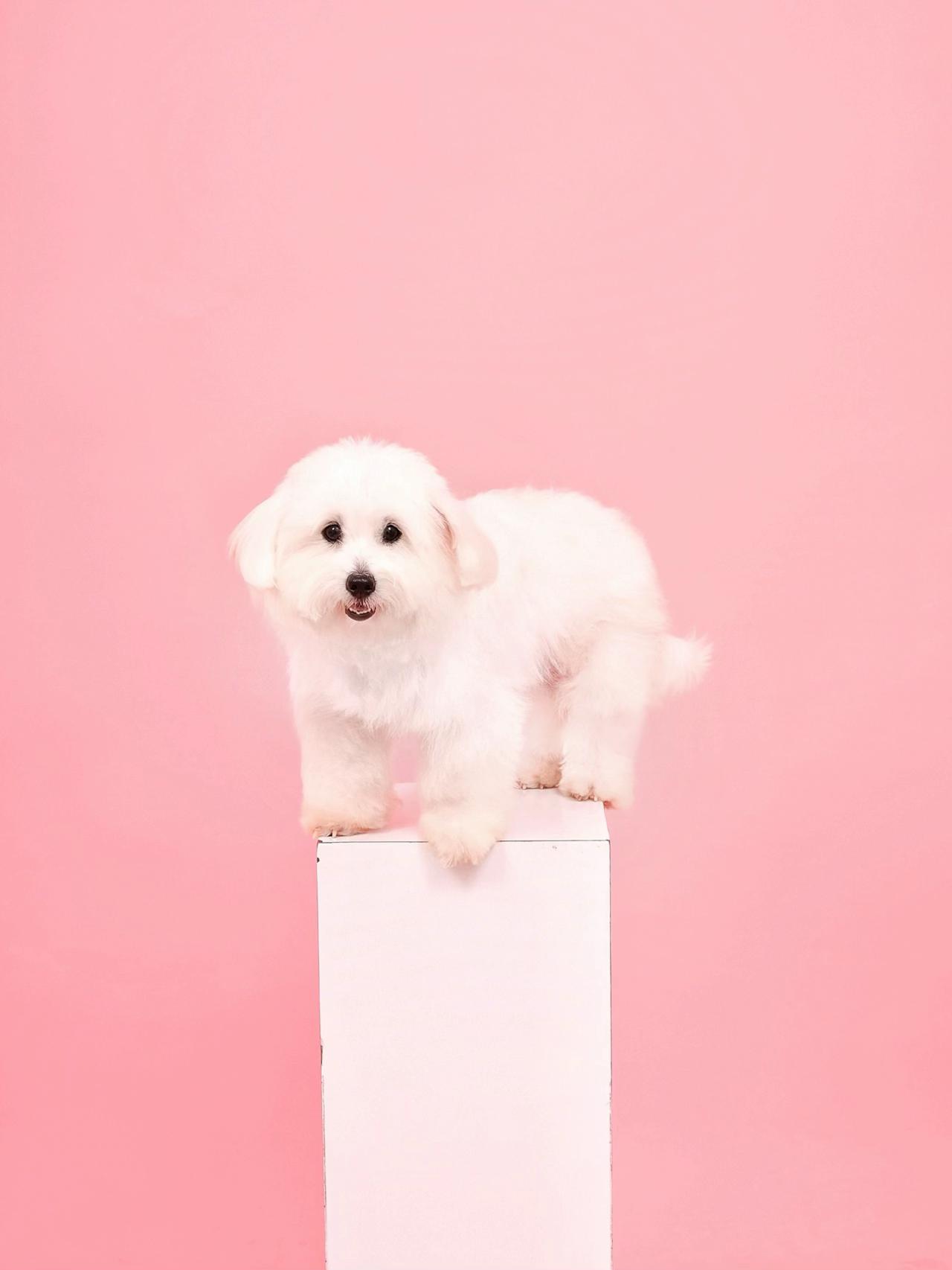 @Monseri Puppy