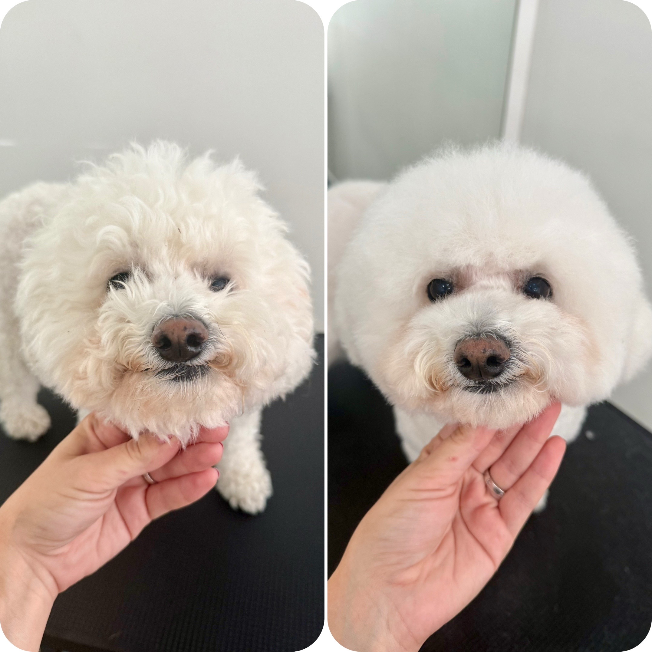 @Julia_theGroomer