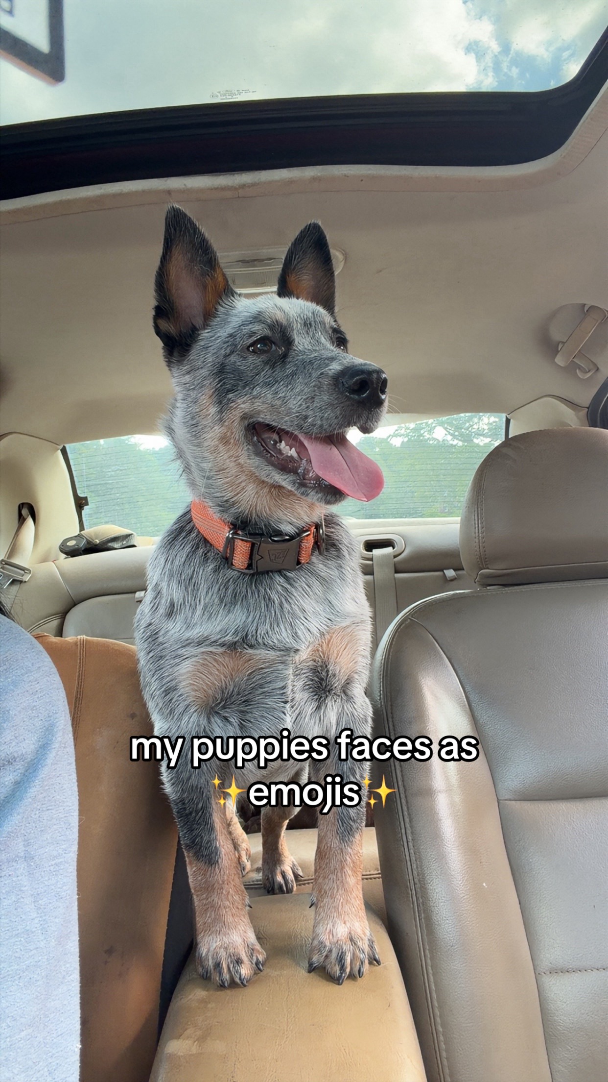 @dozer 🐾💞