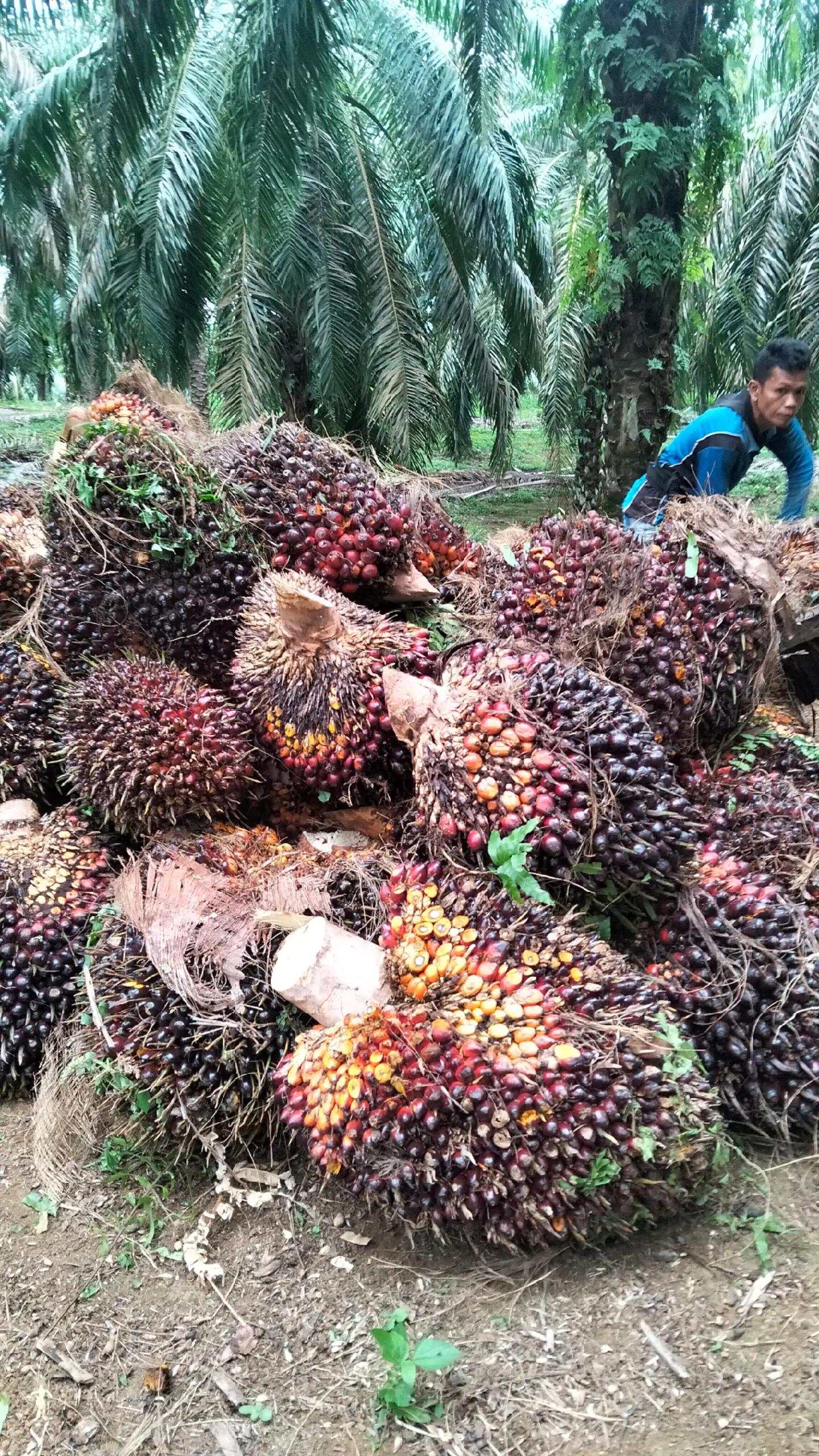 @kekasih bayangan