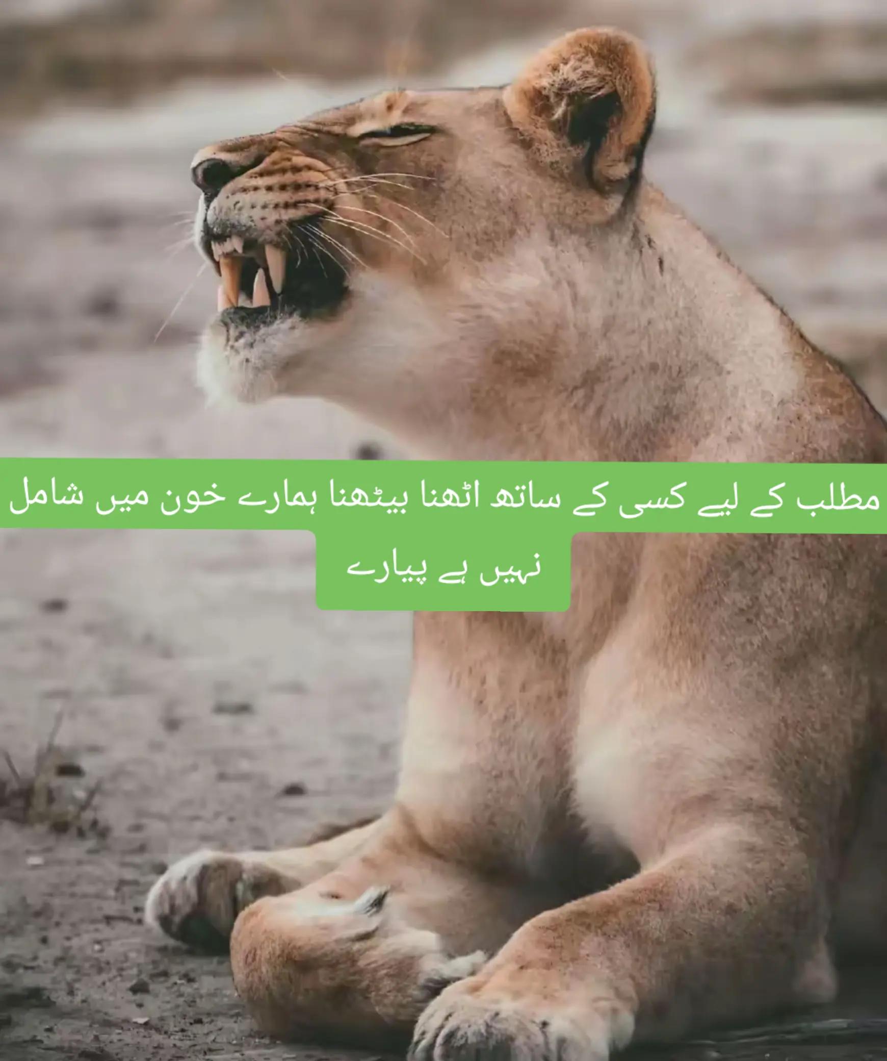 @AYESHA Rajpoot🌹