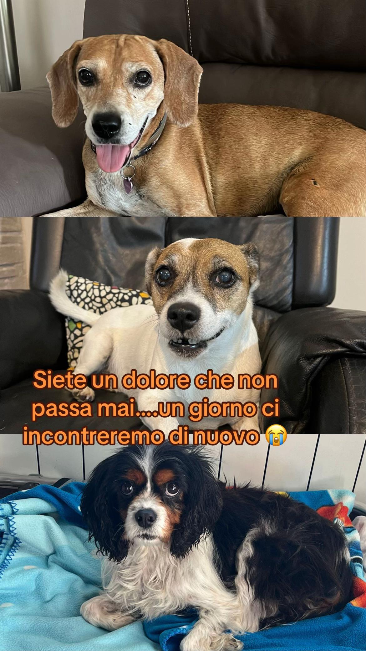 @Tanya Volontaria Animalista