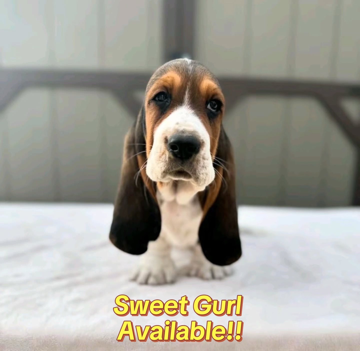 @Home Of All Basset Hound Pups