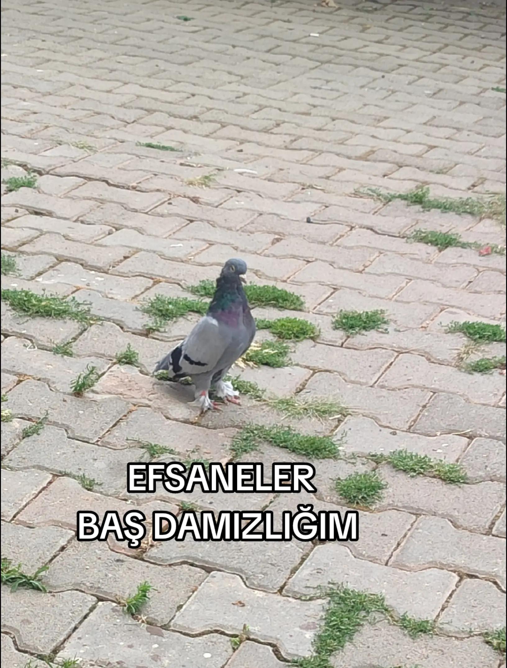 @Hacı Osman Tanrıkulu