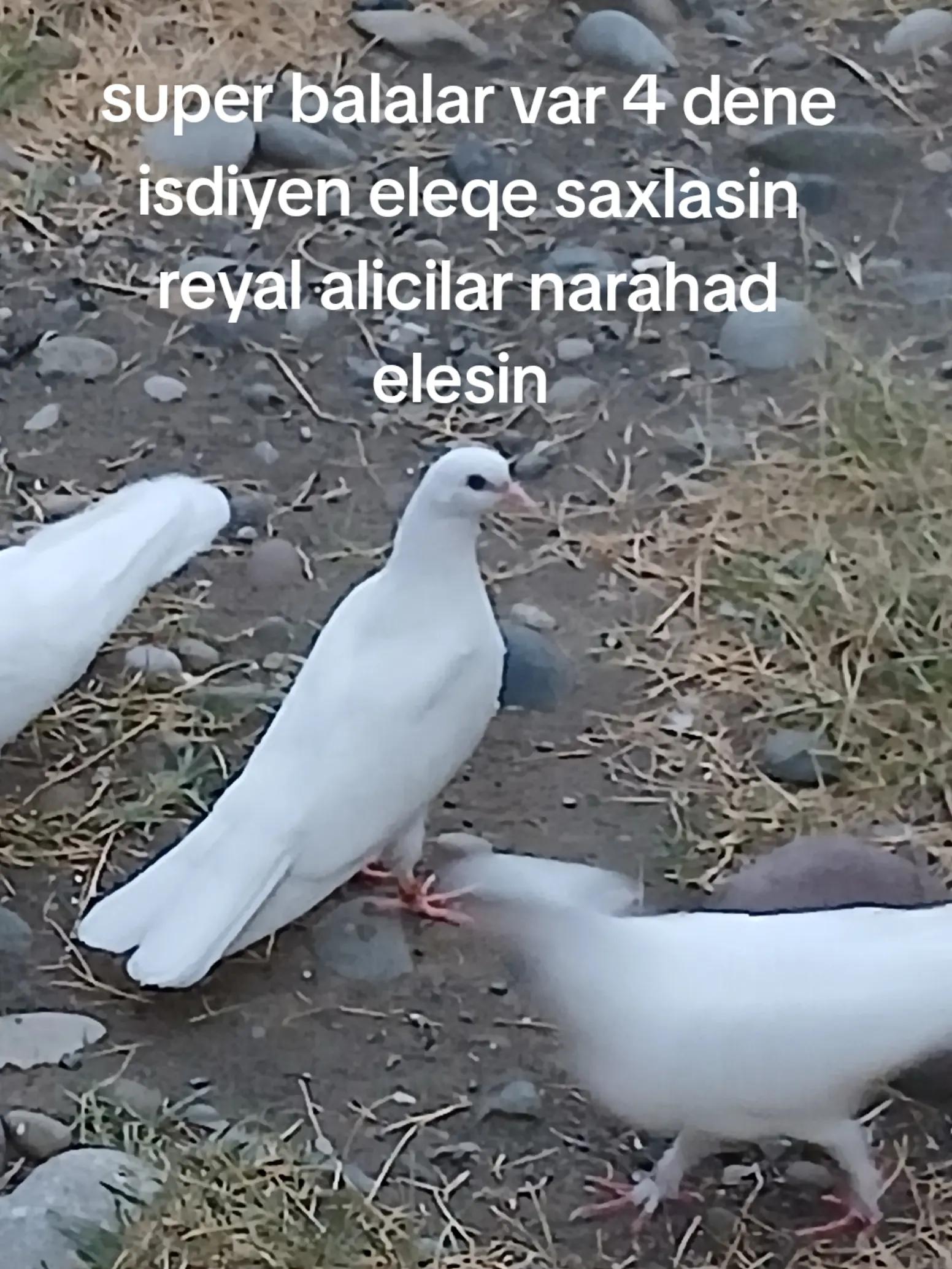 @RƏŞAD 059