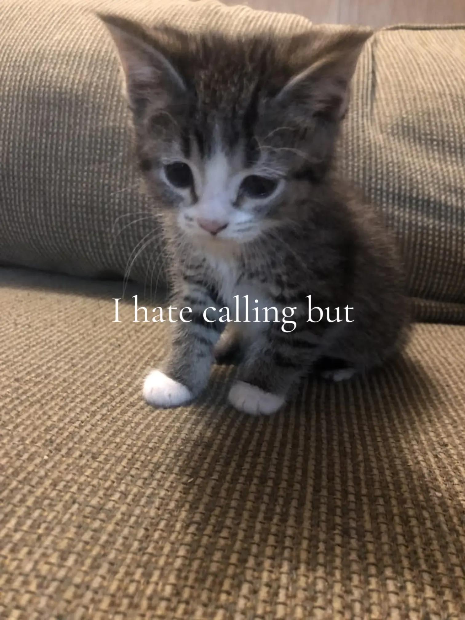 @⋆｡˚꒰ঌ 𝗕𝘂𝗻𝗻𝗶 ໒꒱˚｡⋆