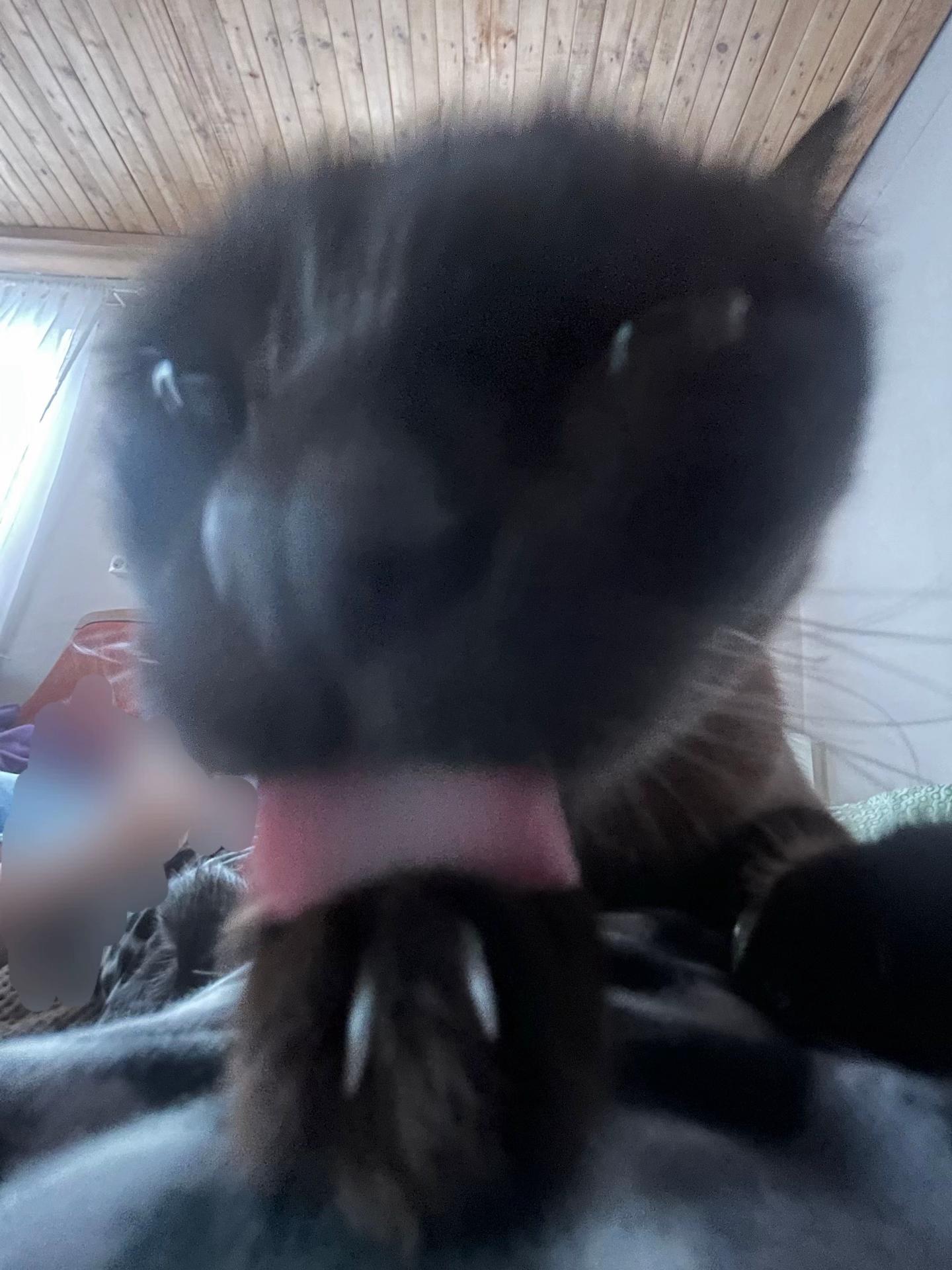 @ilashkaa🐈⬛💓