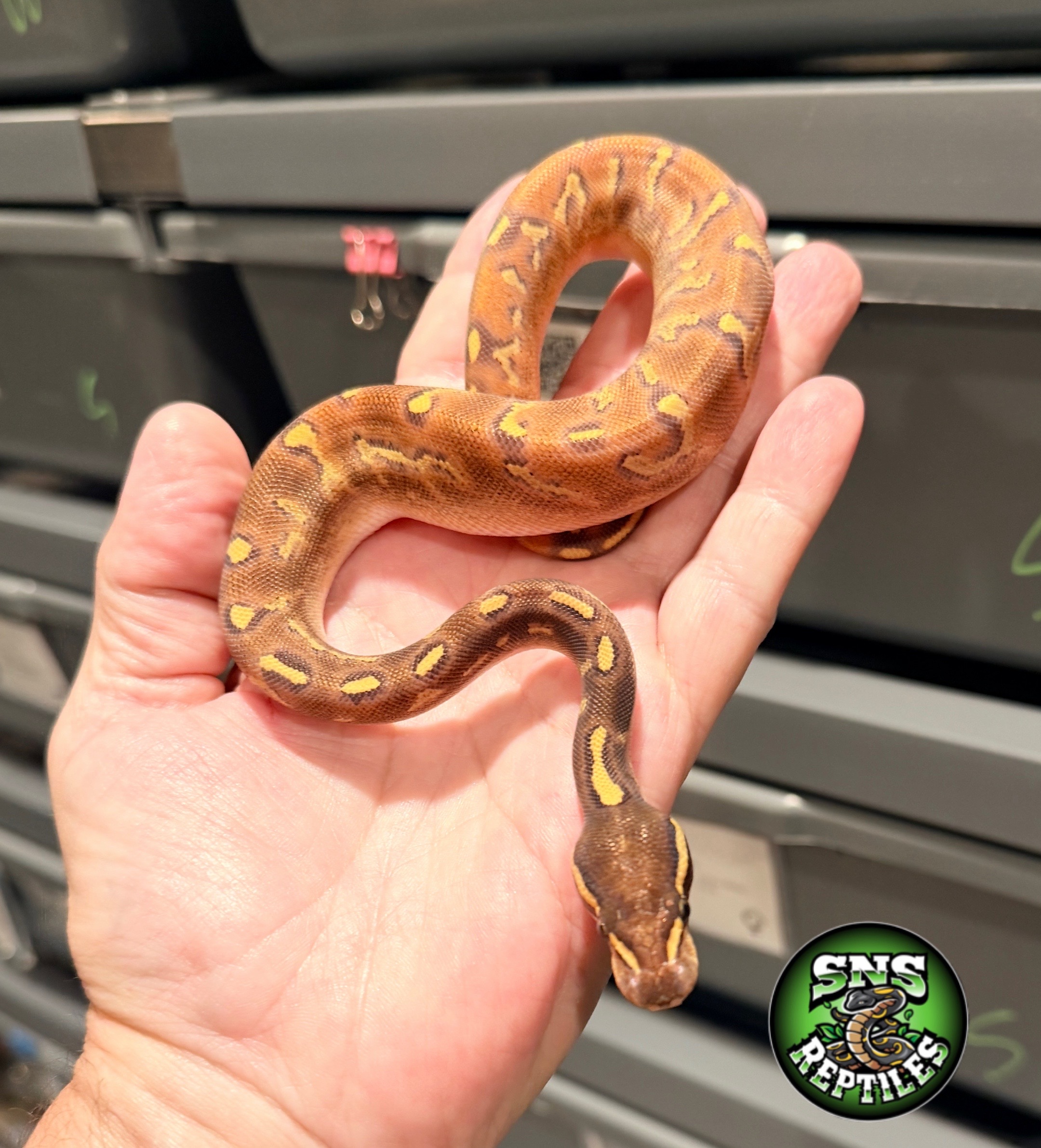 @SNS Reptiles