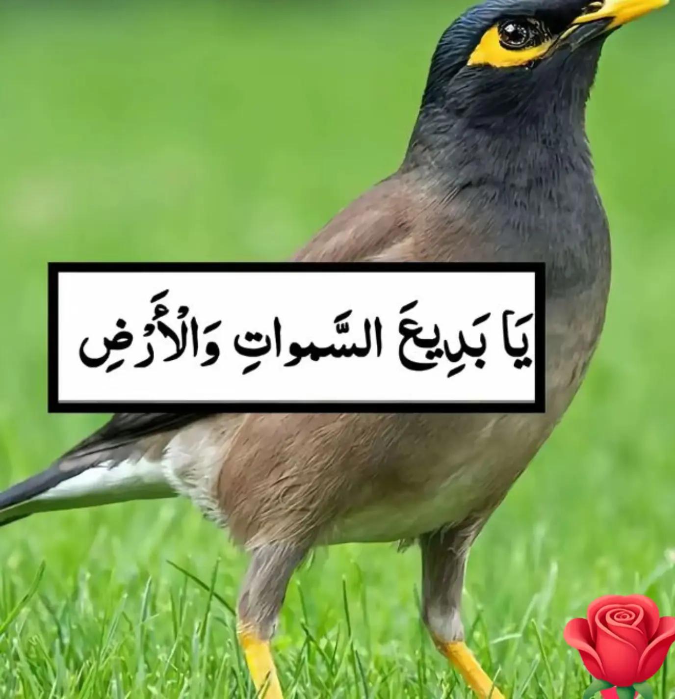 @Abdul Halim