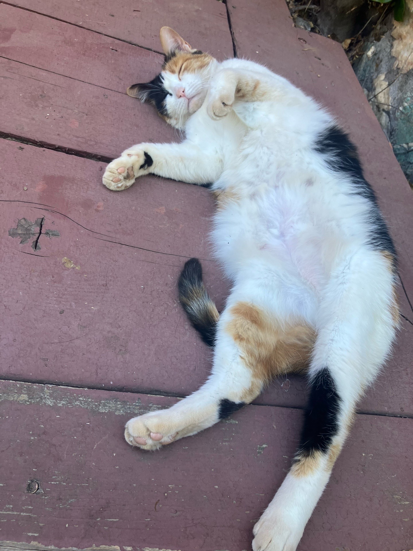 @sweetiethecalicocat