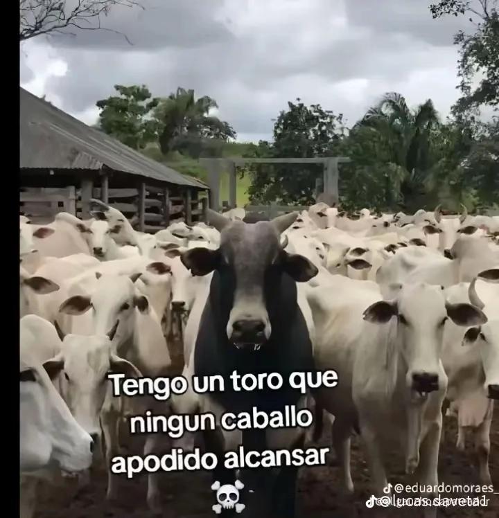 @ezequiel 🕷