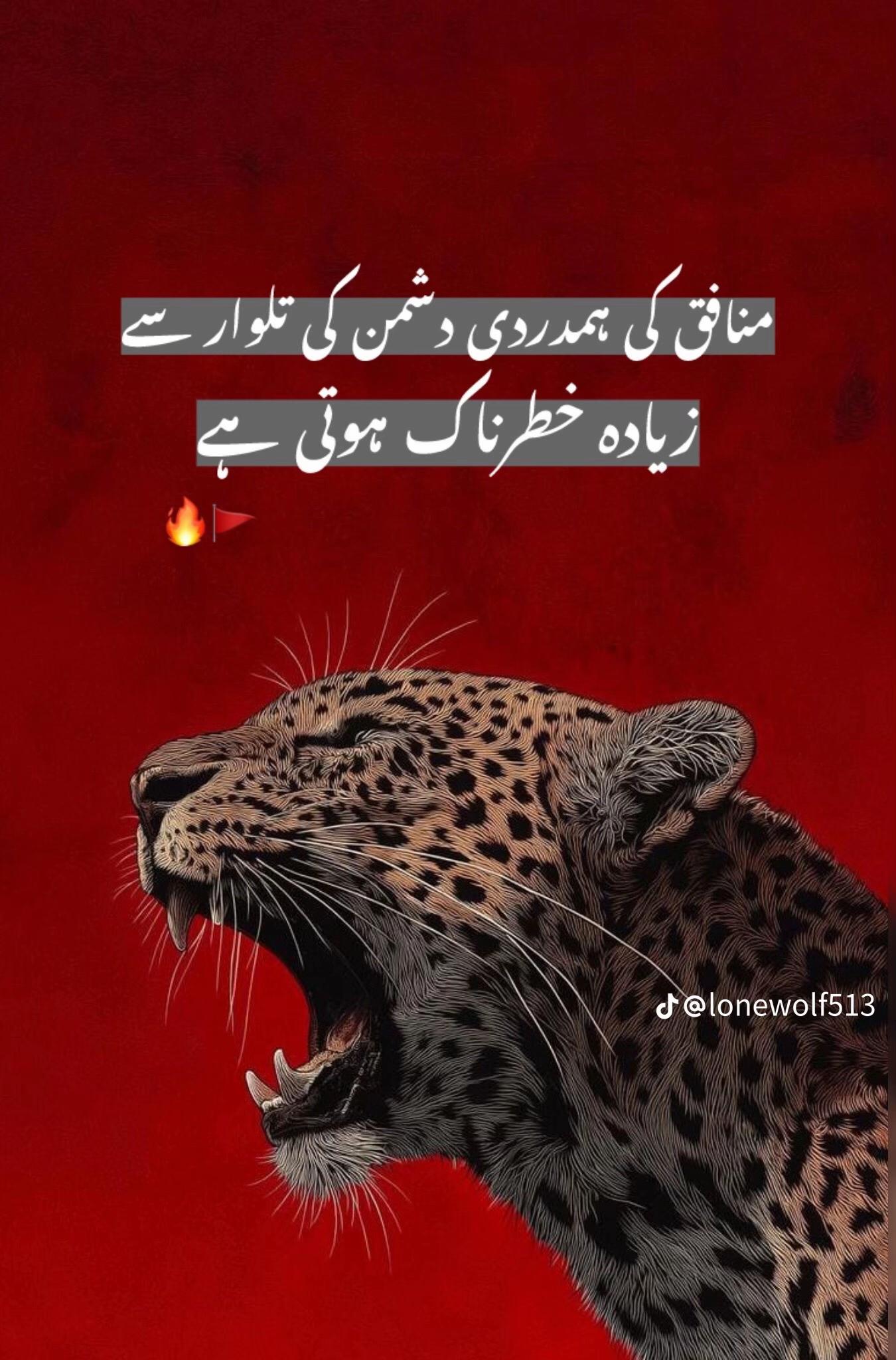 @معاز راجپوت💯🦅