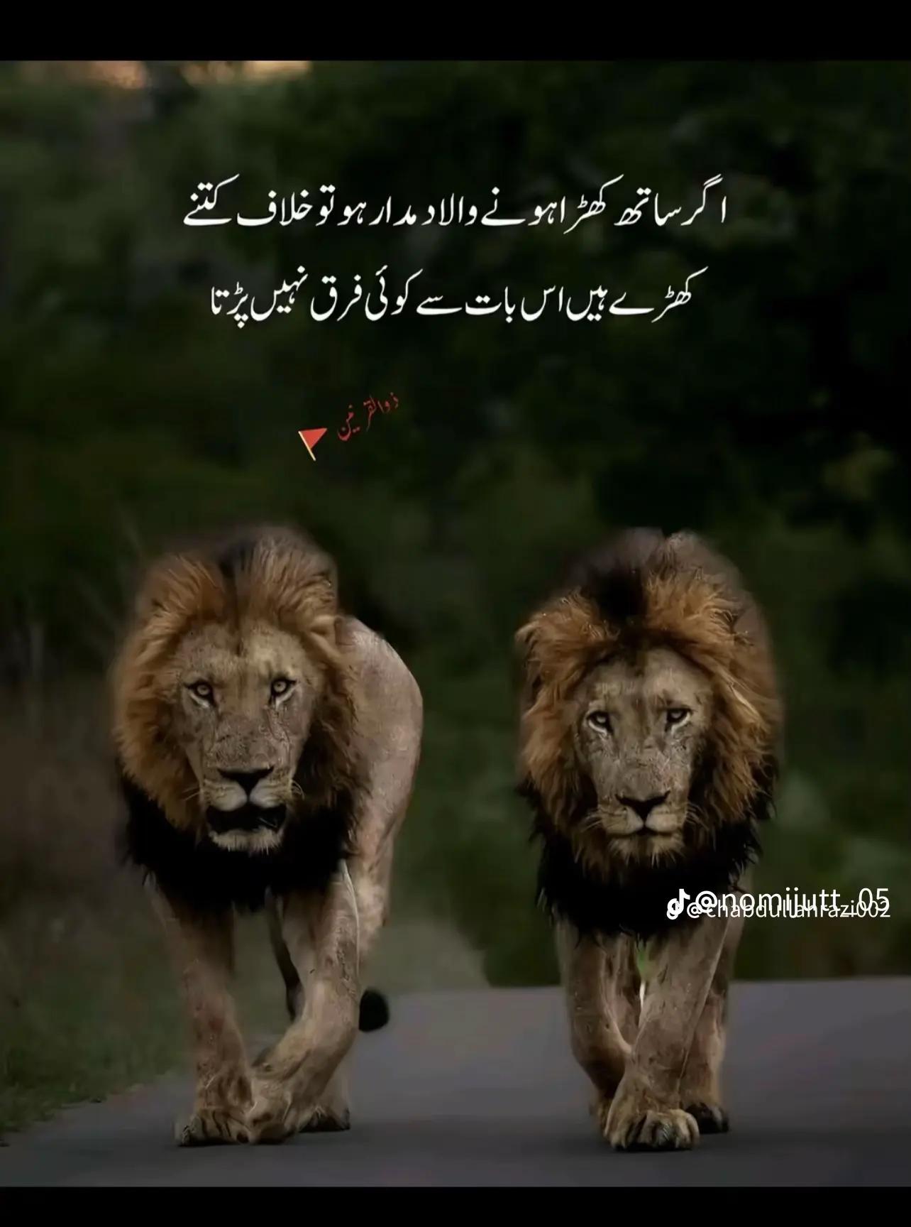 @Ladla Arain.💞..