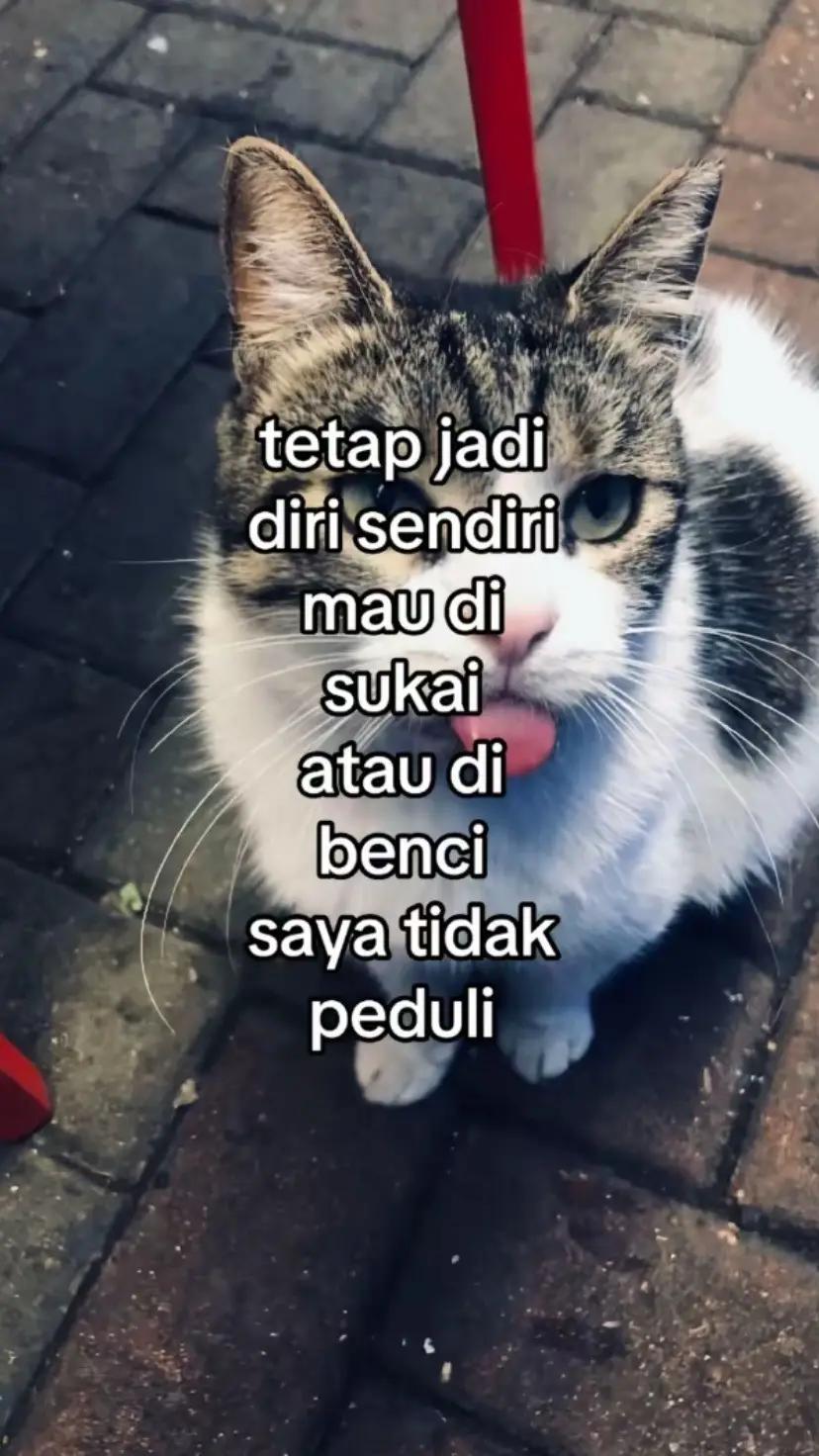 @rifka