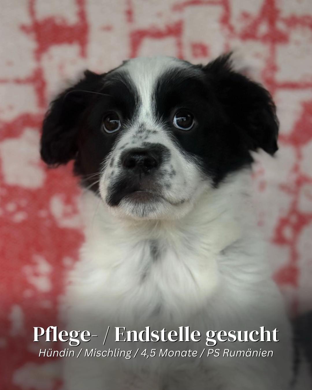 @SpecialDogs e.V.