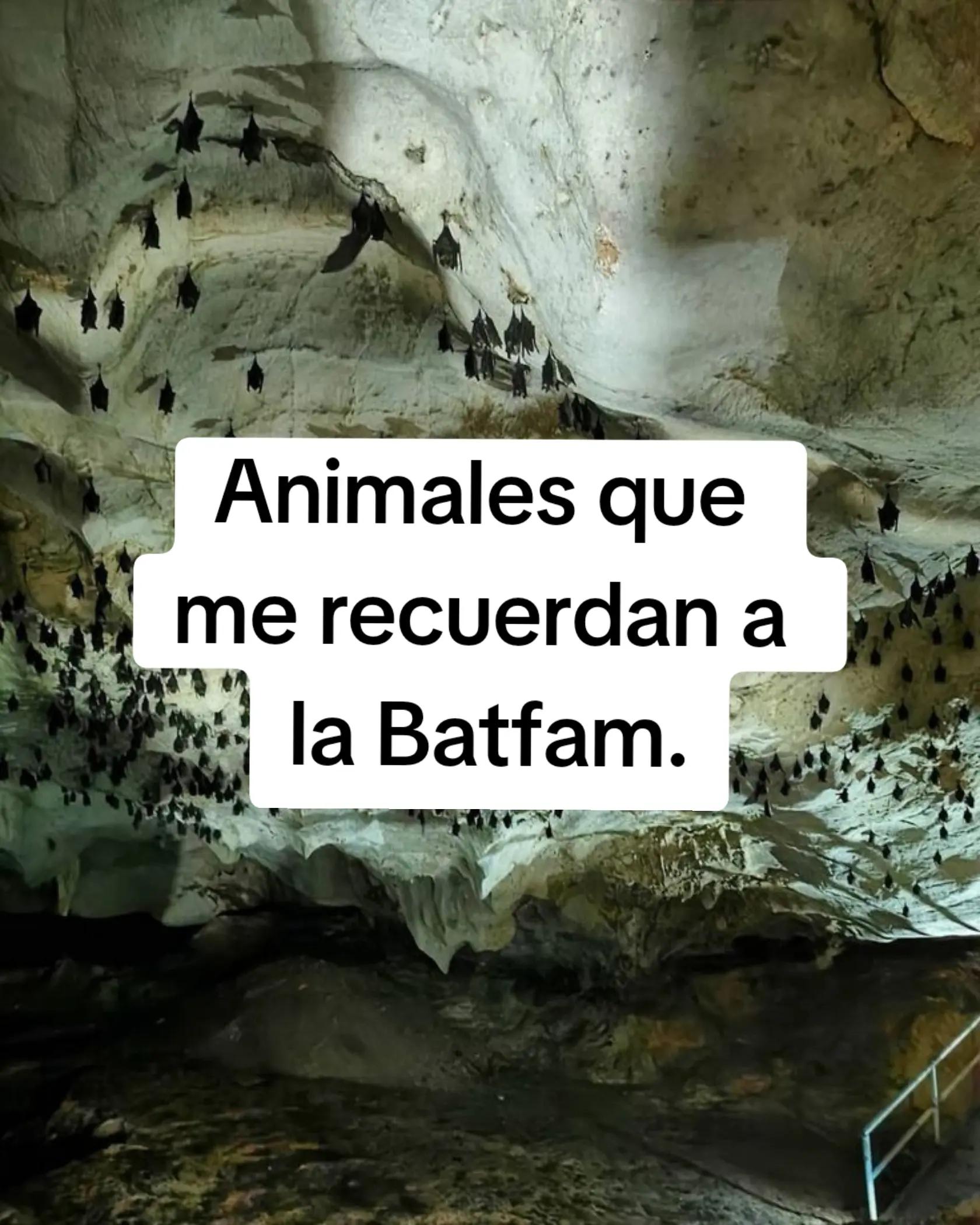 @bat_Clan