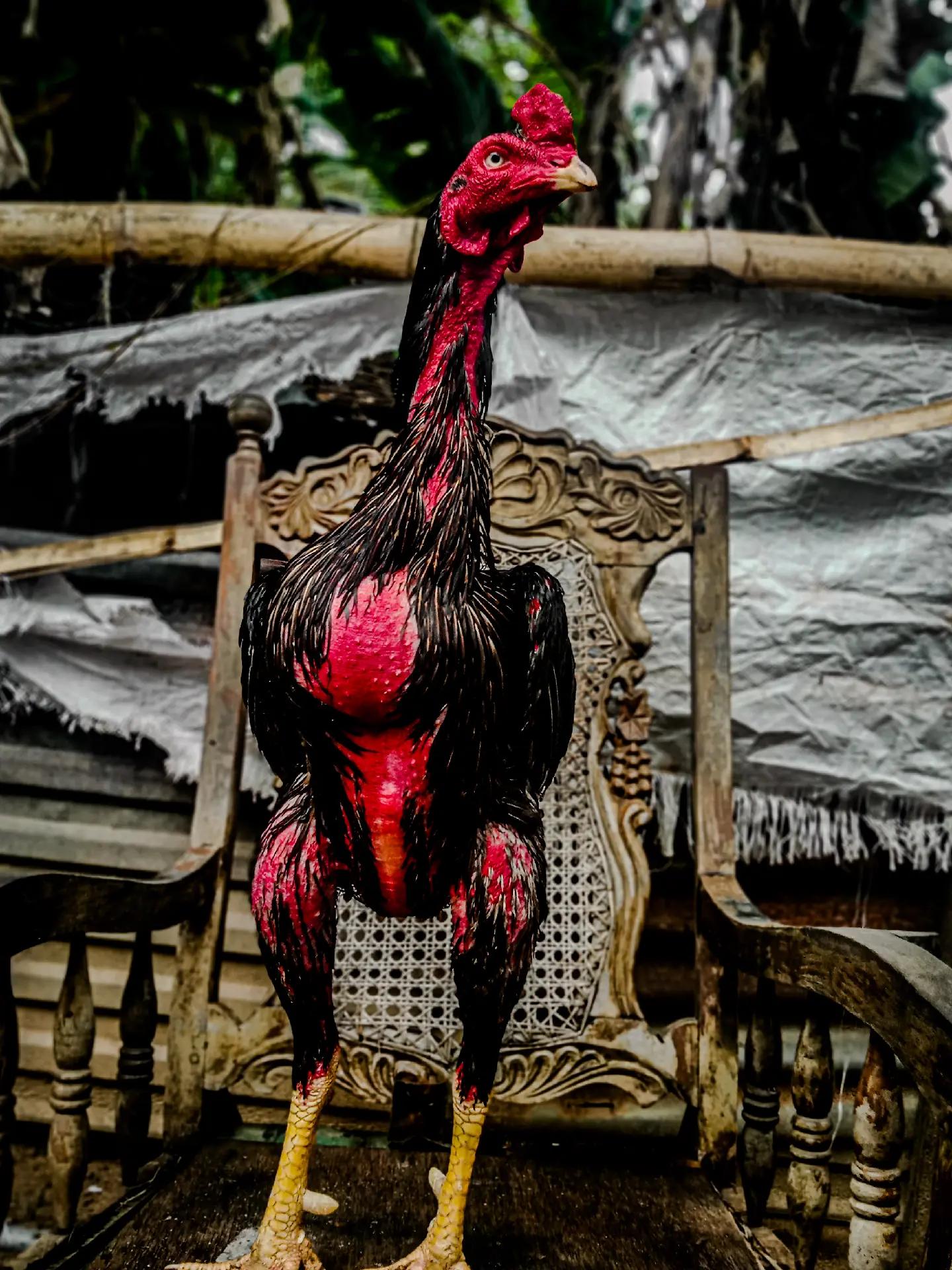 @𝑺𝑯𝑨𝑫𝑶𝑾 ,𝑺