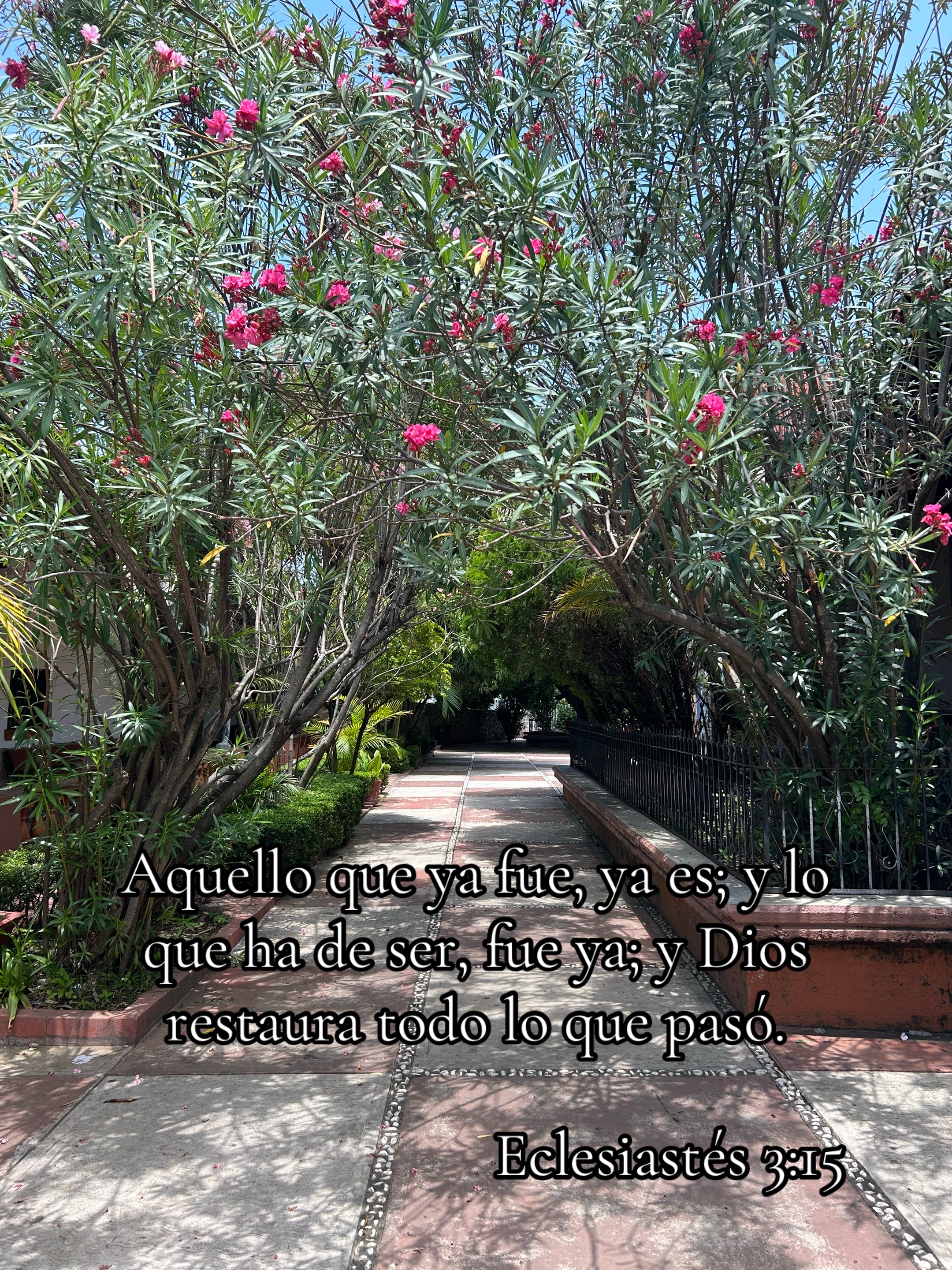 @angie