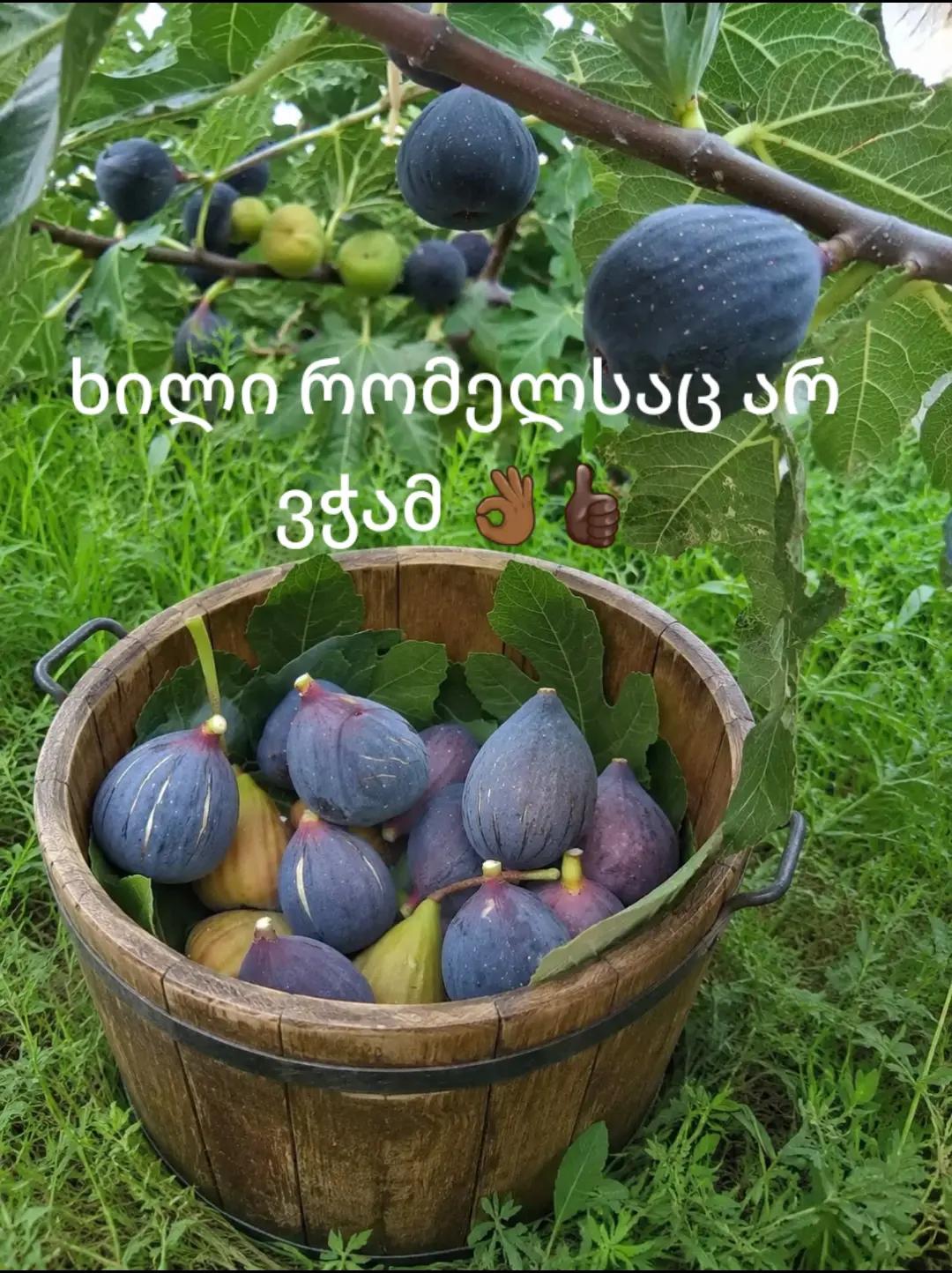@nana Isiani