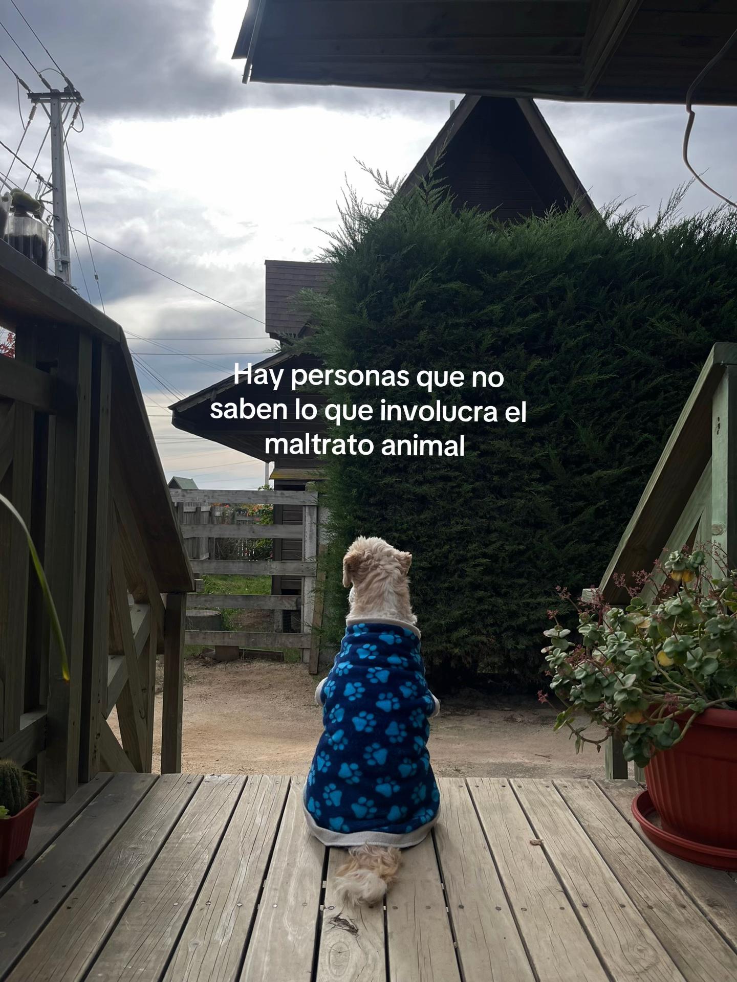 @Marcela Varas Clavijo