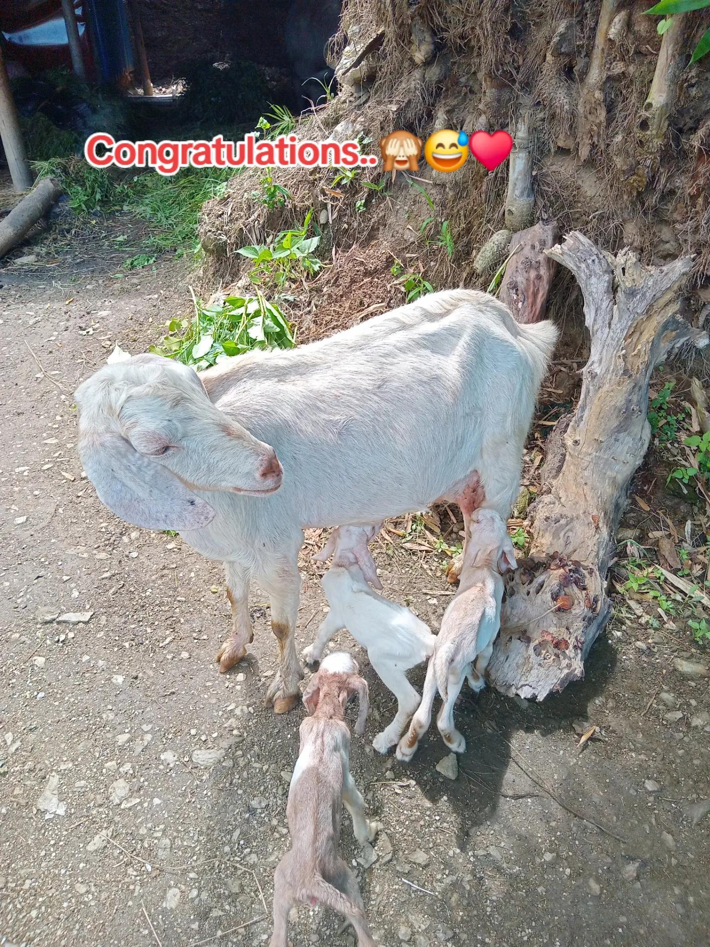 @PuTkii_G...🥹🫶💝