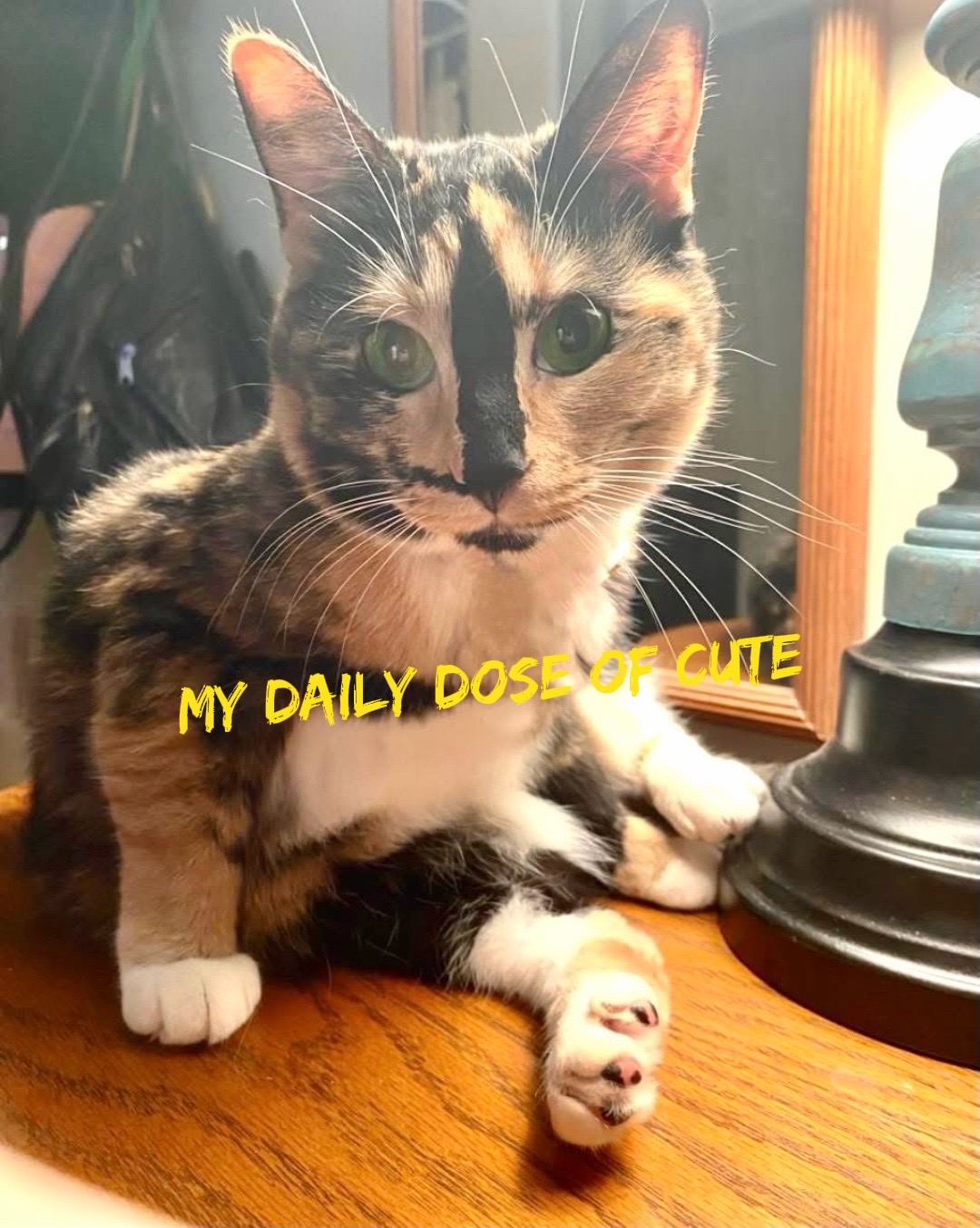 @SnickersTheSmilingCat