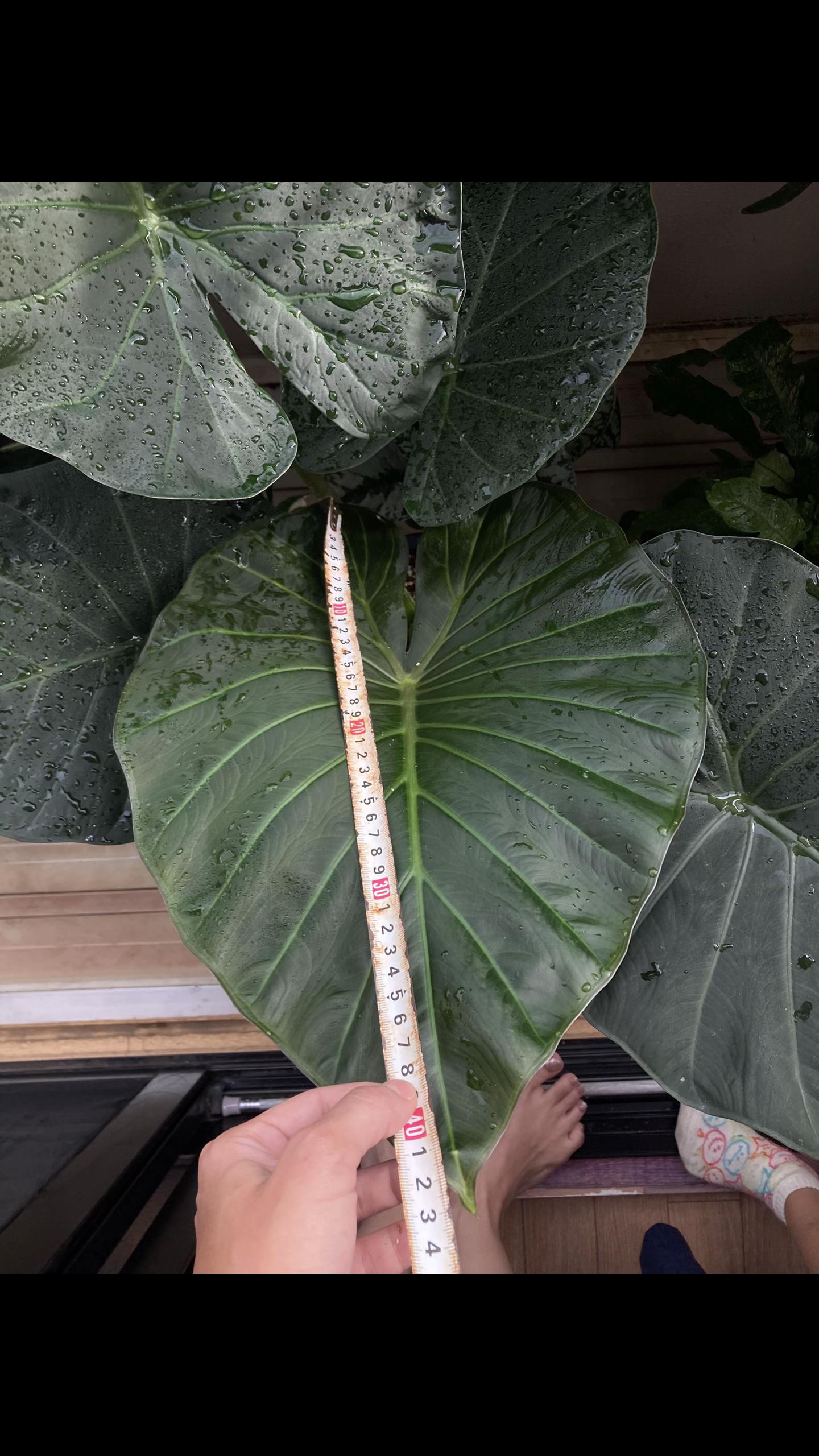 @plantsparadiseplanet