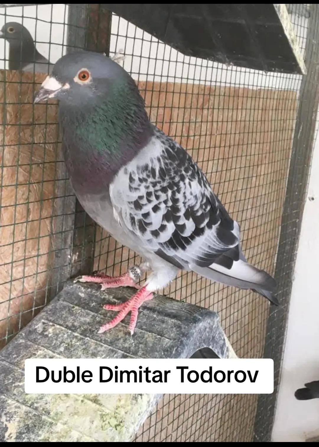 @YARIŞ POSTASI