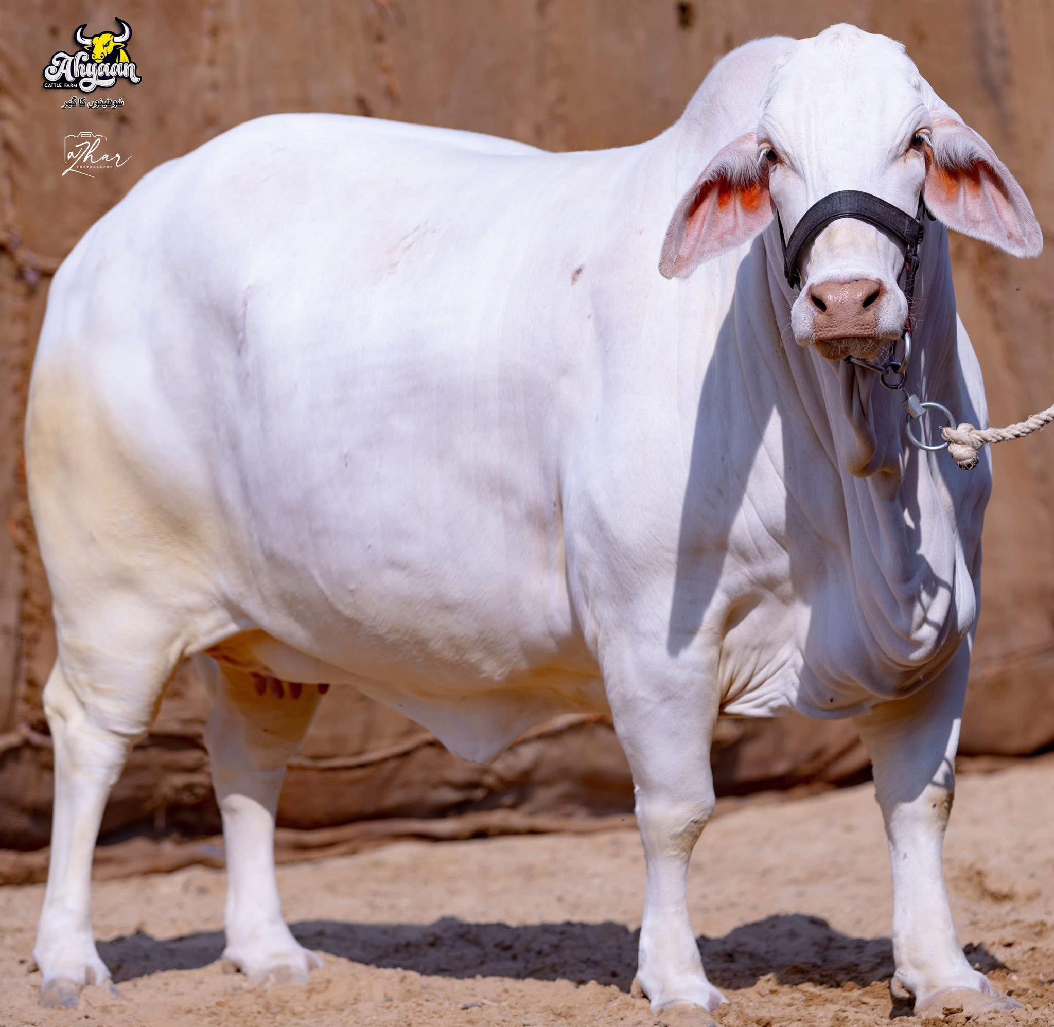 @Ahyaan cattle farm