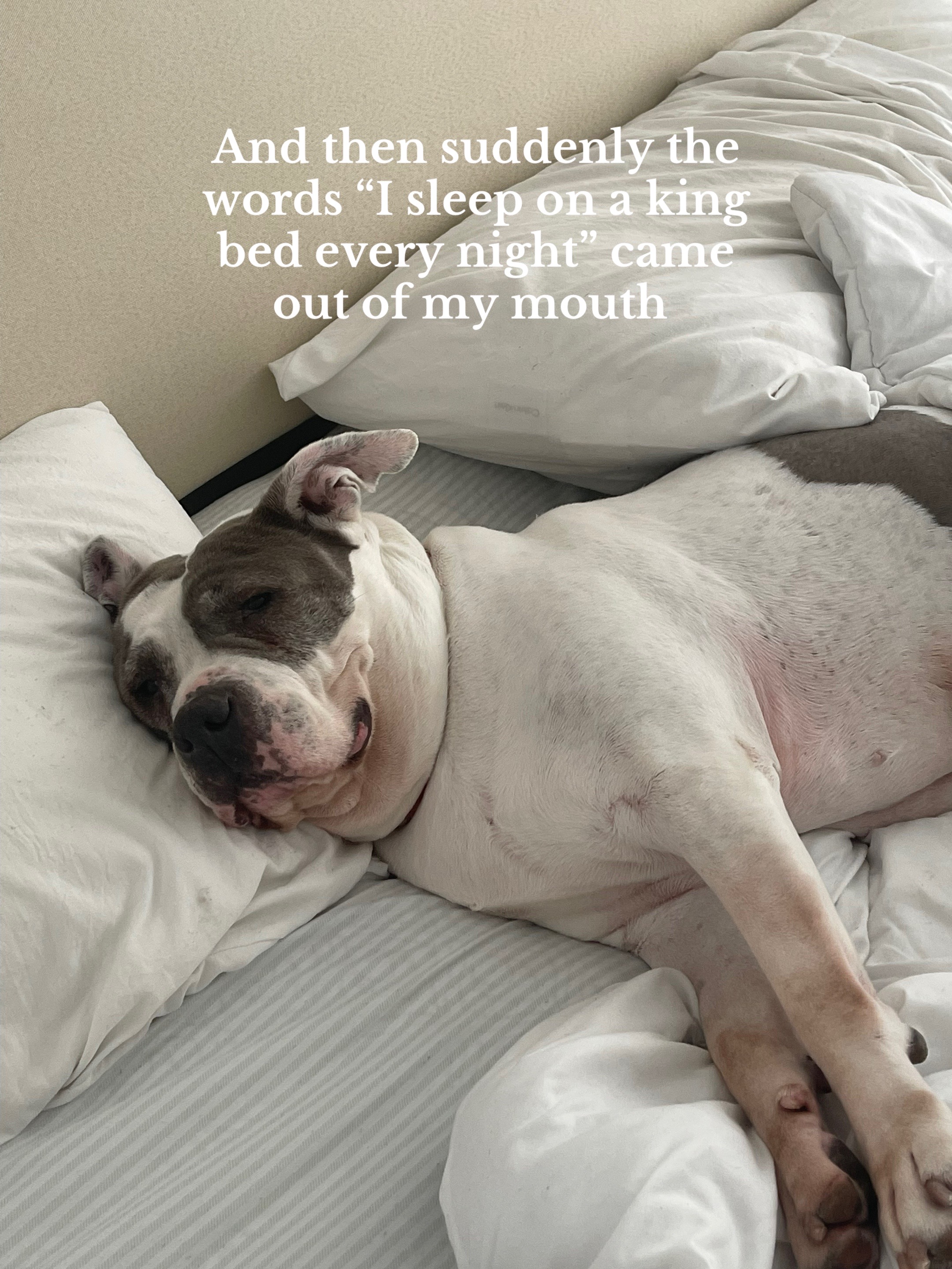 @rosieandtheshelterpups