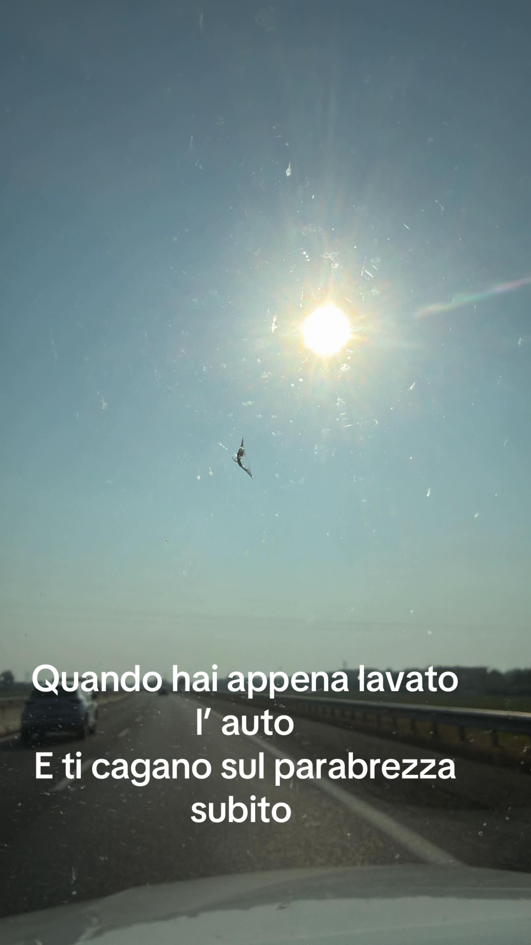 @Niko Davico