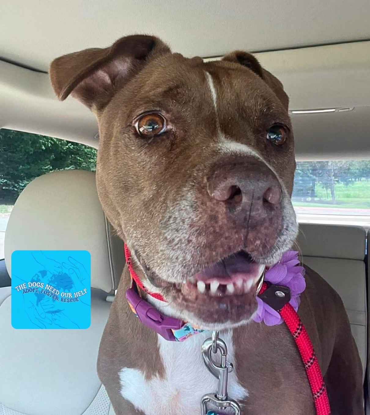 @The Dogs Need Our Help
