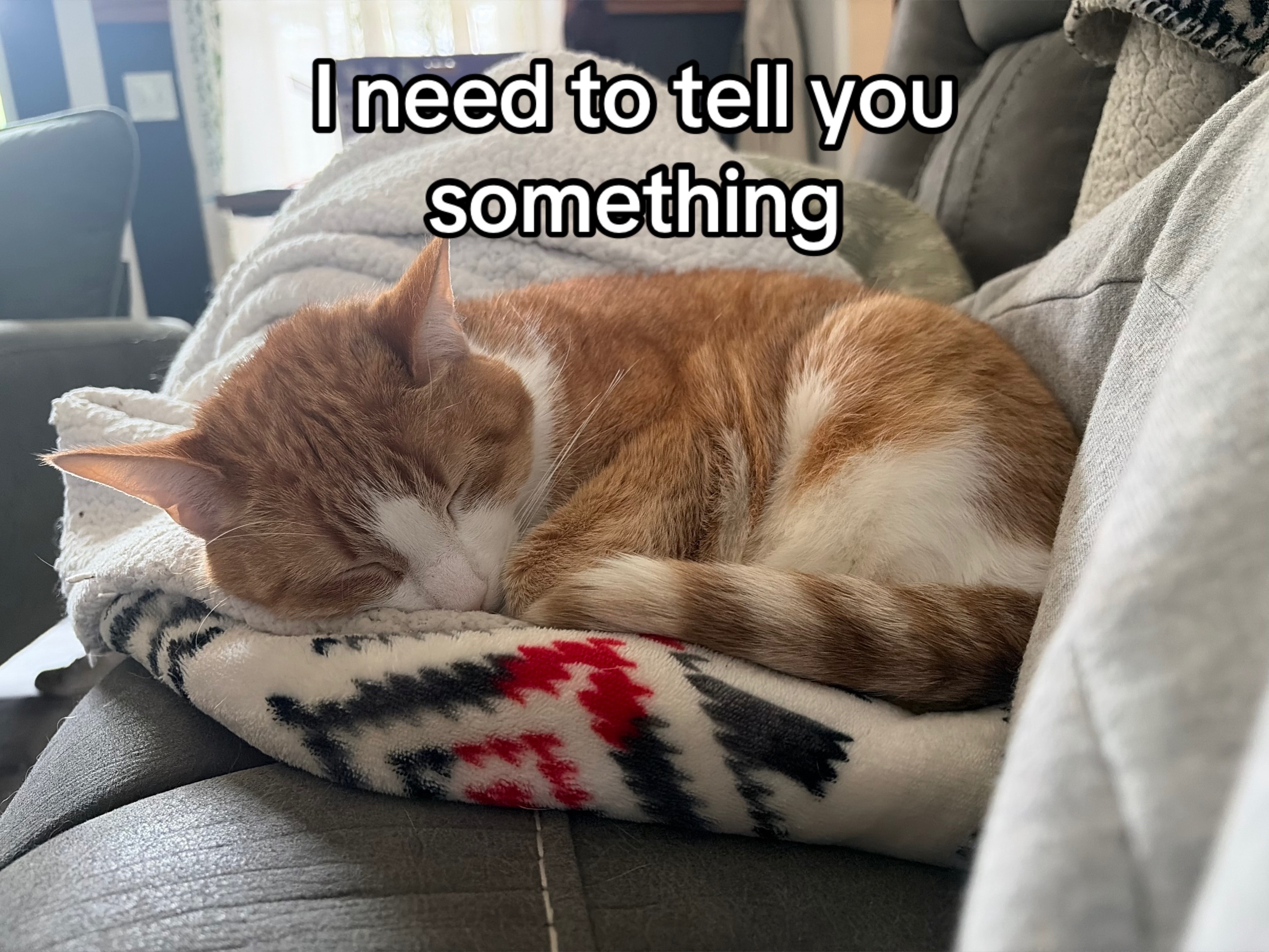 @Kovu&rsquo;s Kitties