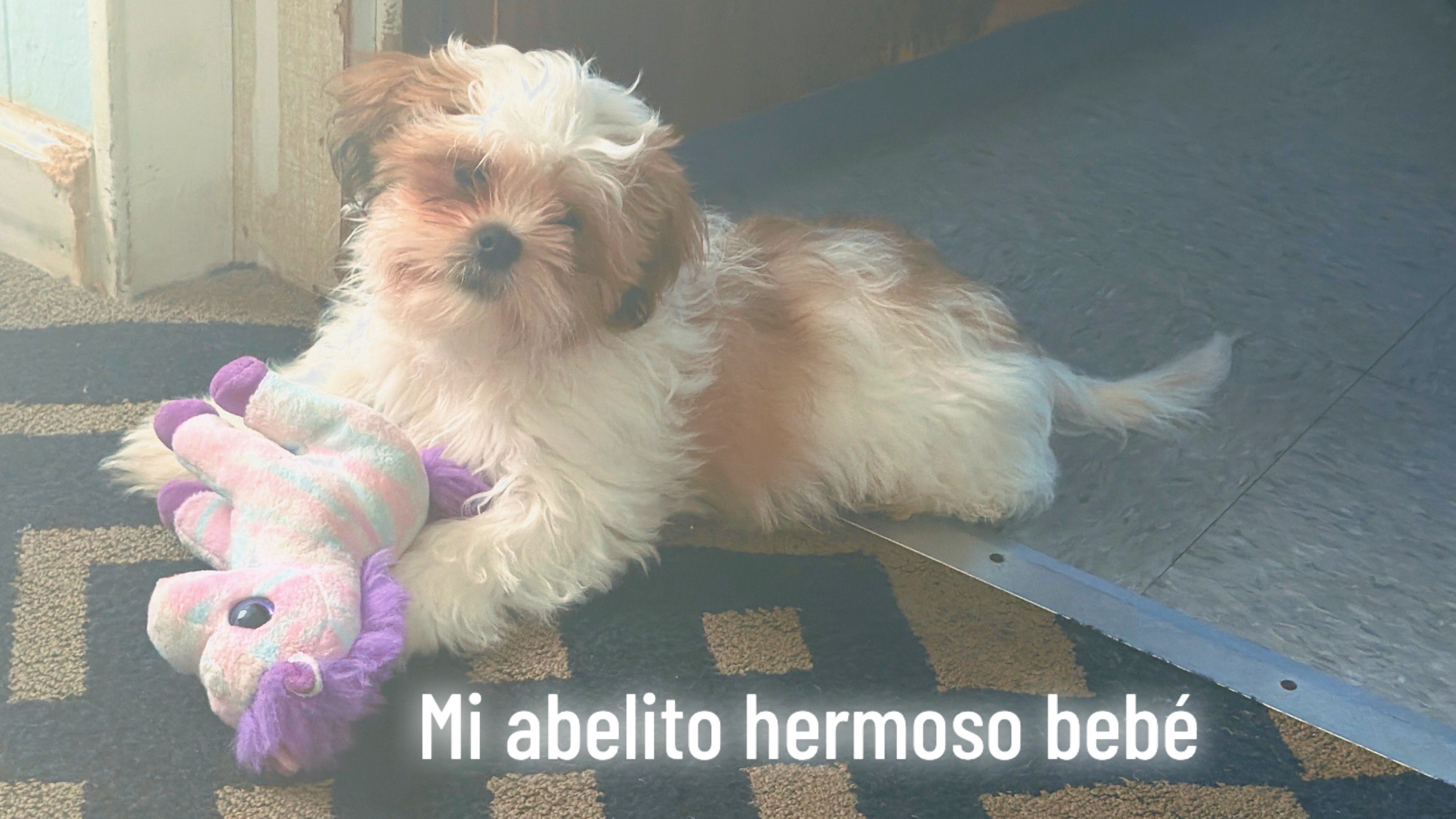 @Crispín_y_mia_shihtzu_puppies.
