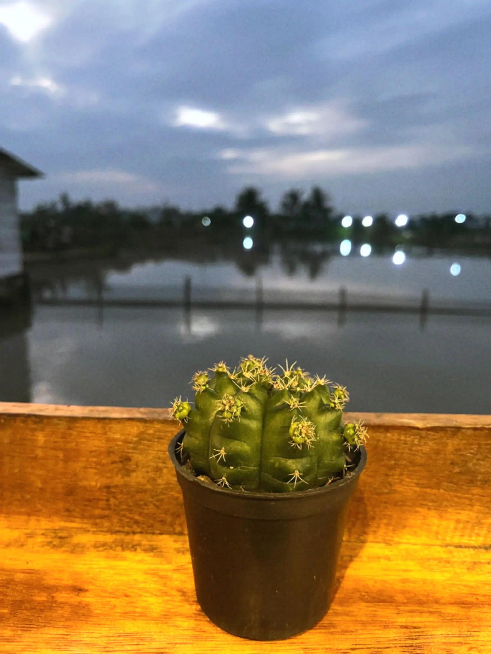 @INFO OKU TIMUR