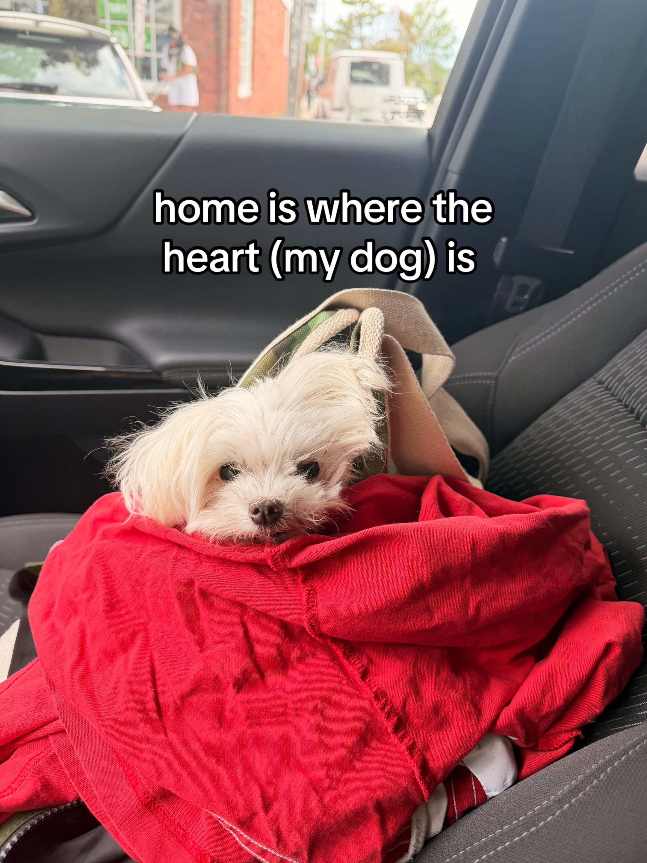 @vivi