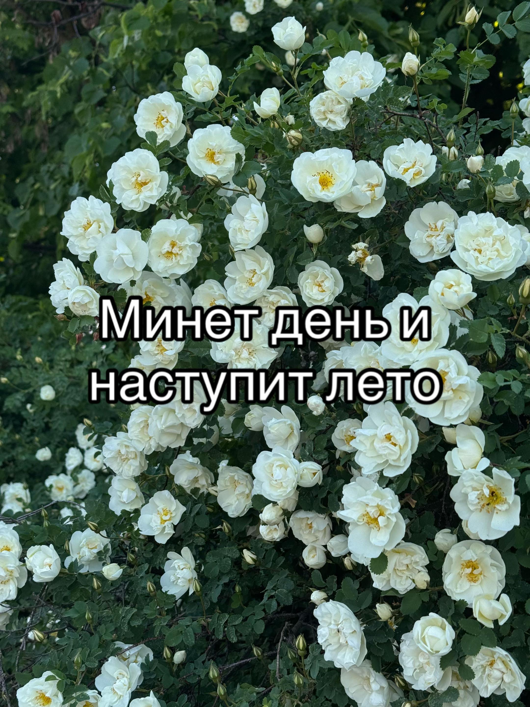 @Shyfb