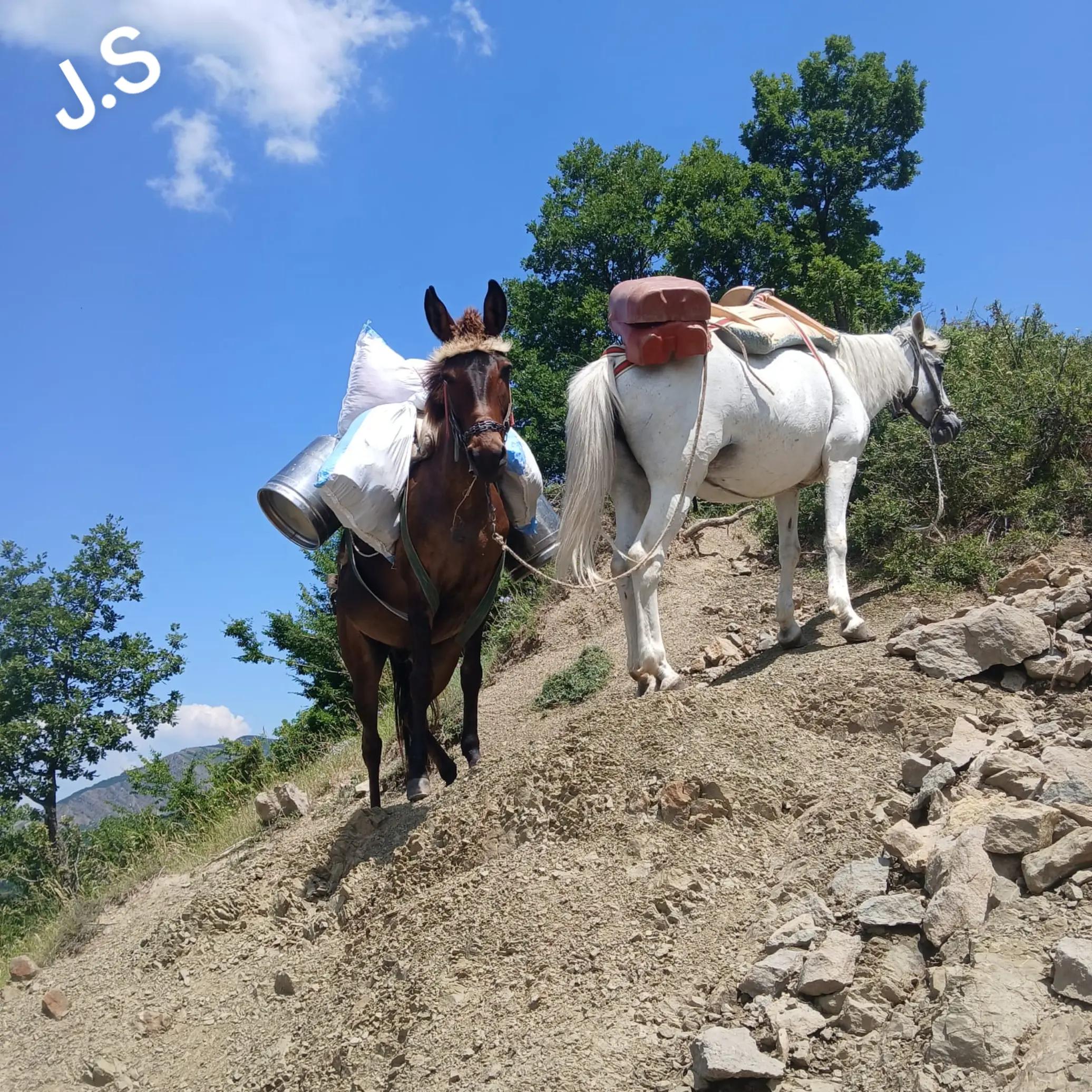 @Jemi Skrapalinj✅️