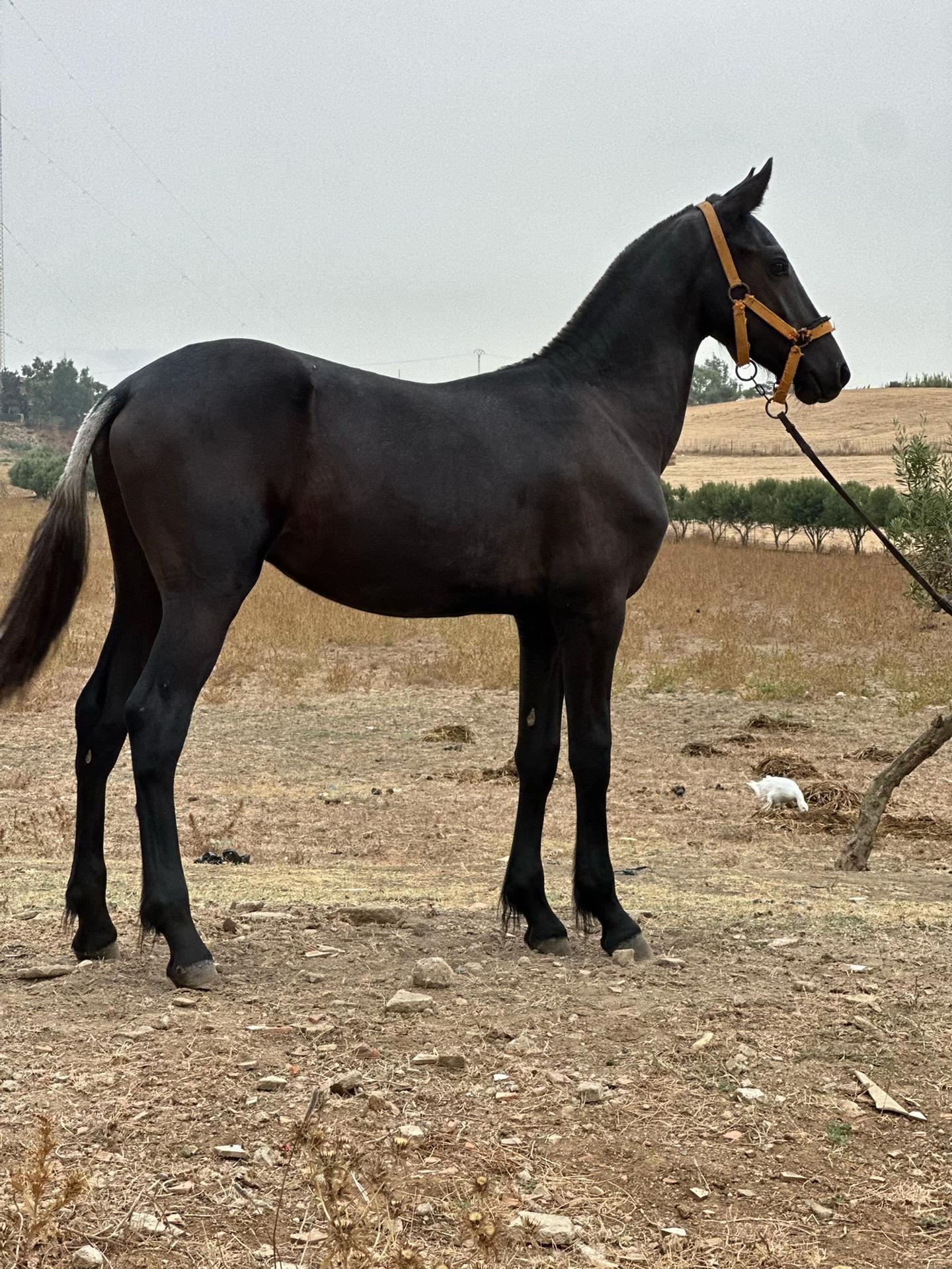 @Lyes الخيال