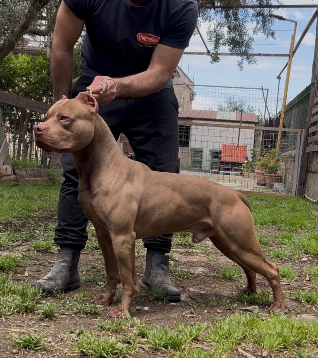 @Raoul's apbt