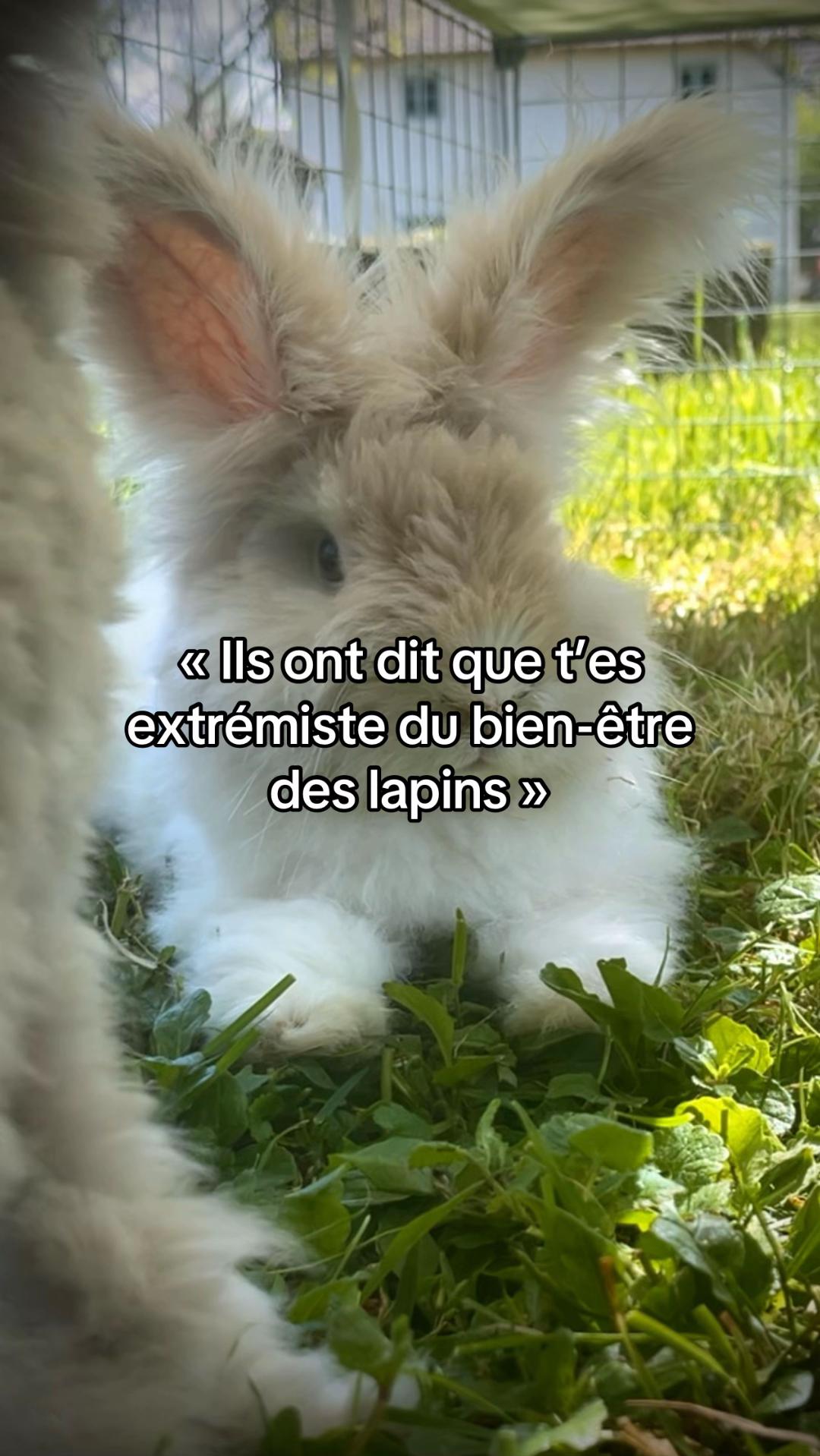 @Mes lapinouchs 🐰