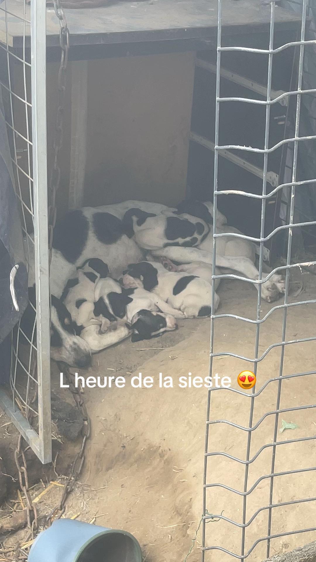 @passion du chien courant