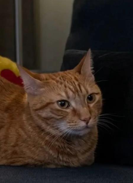 @𝕲𝖍𝖔𝖘𝖙