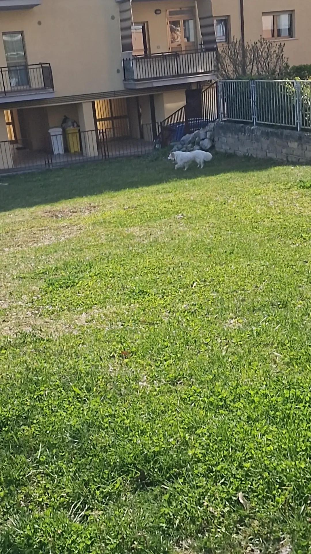 @Paolo Rencricca