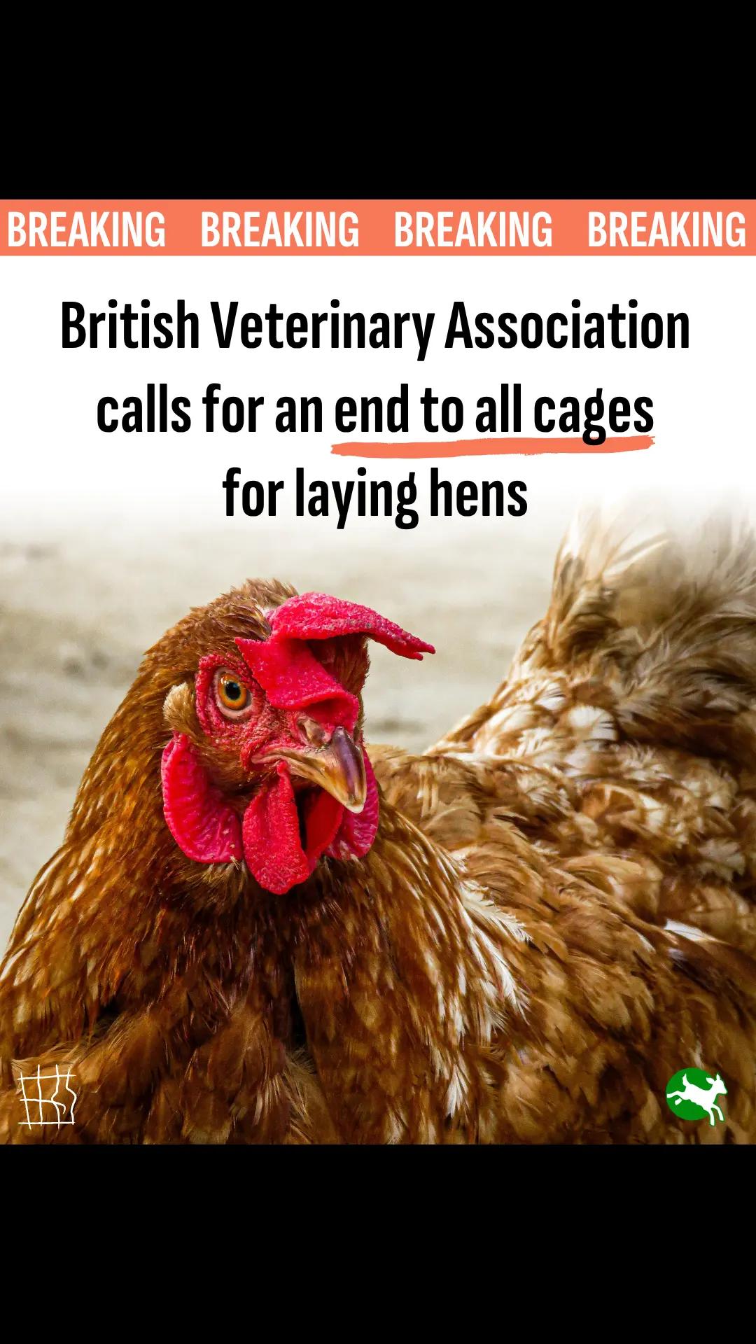 @Compassion in World Farming UK