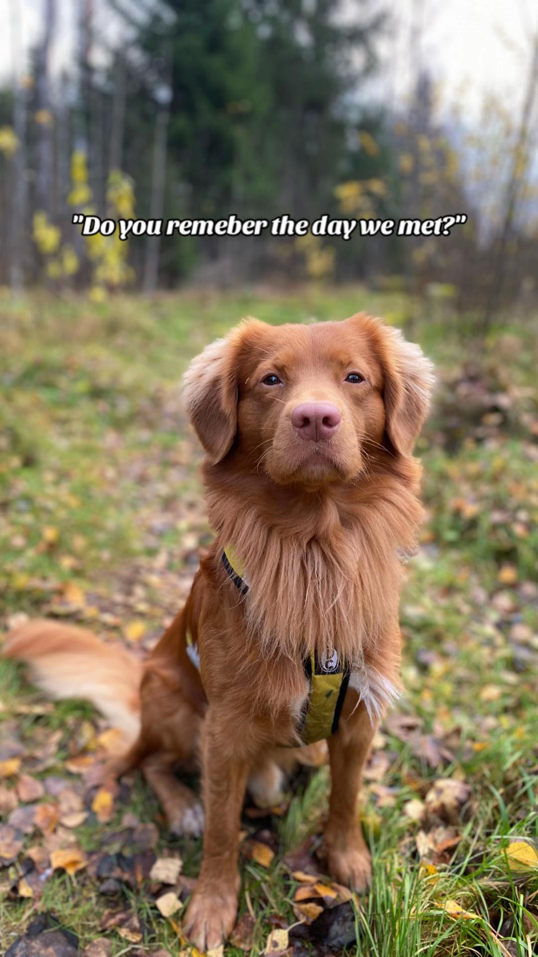 @vainukuonot 🐾