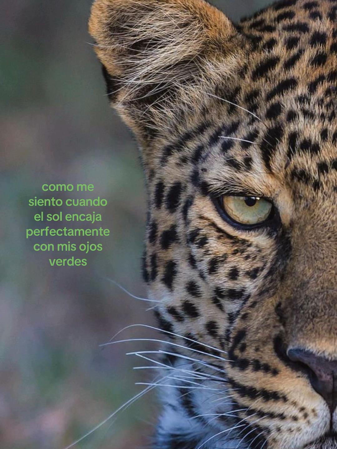 @🌺