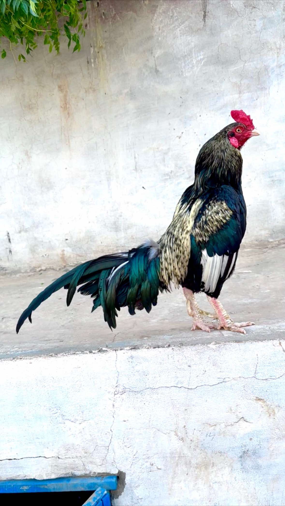 @Poultry Markaz